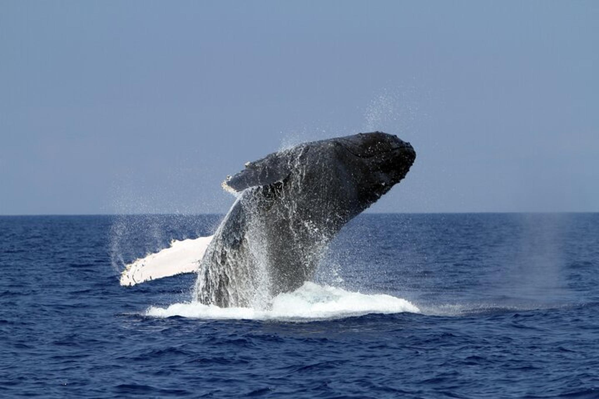 Big Island Marine Wildlife Excursion - Image 5