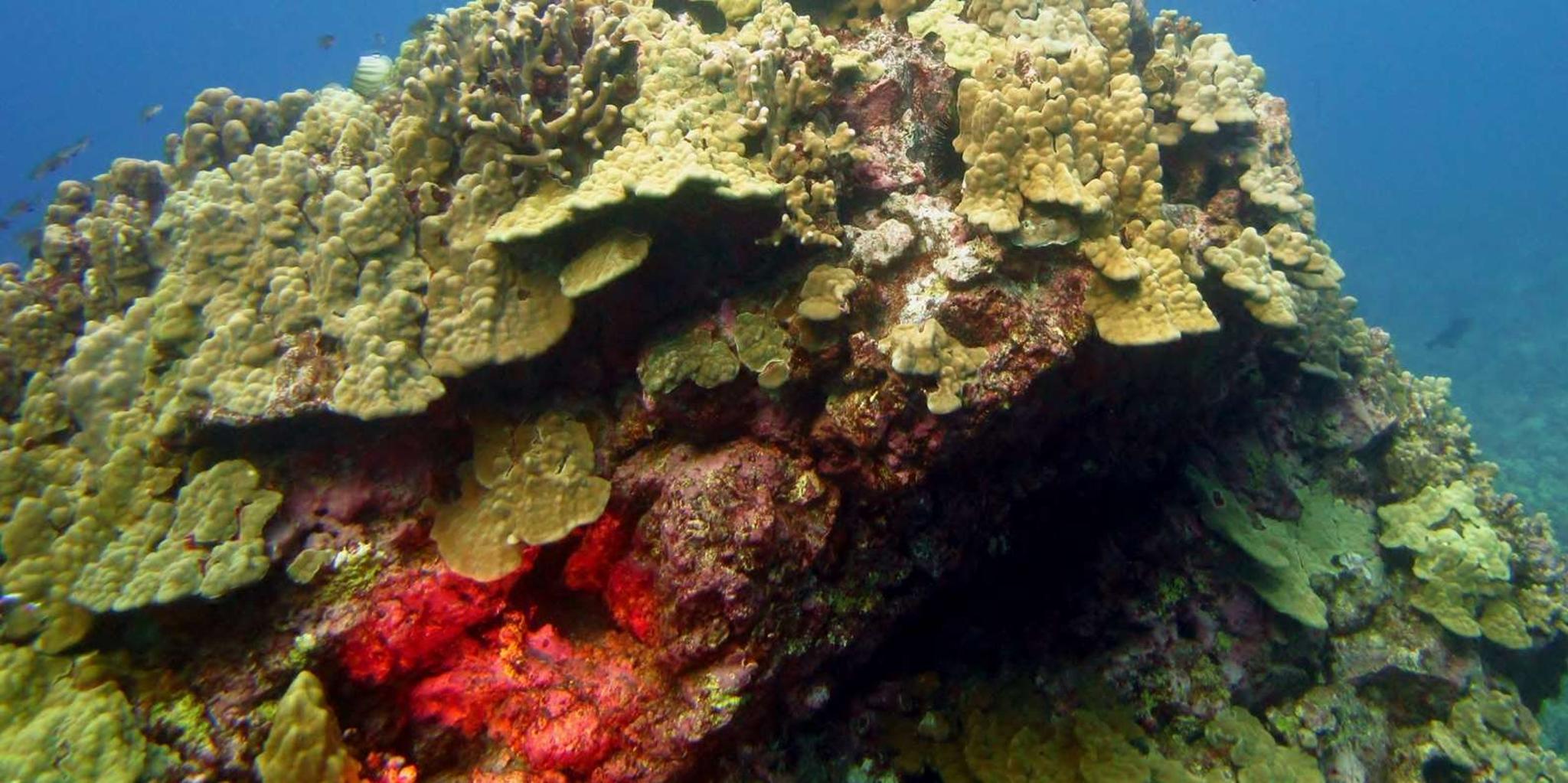 Maui Beach Snorkel Tour - Image 2