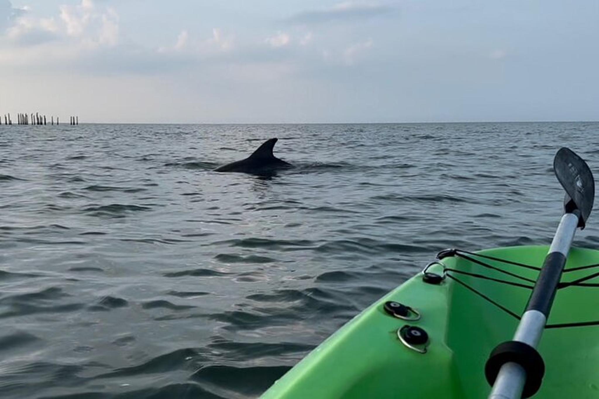 Virginia Beach Kayak Dolphin Experience