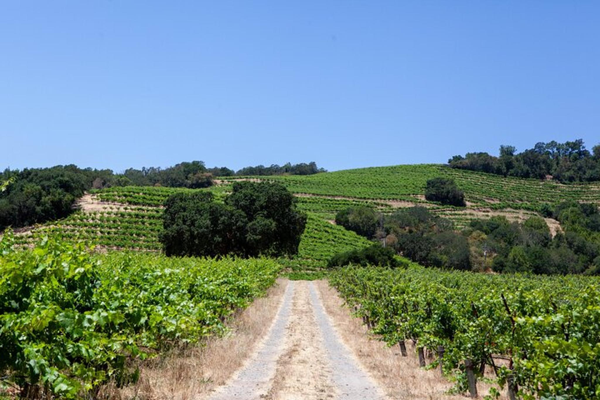 Sonoma Trike Tour and Mindfulness Experience - Image 2