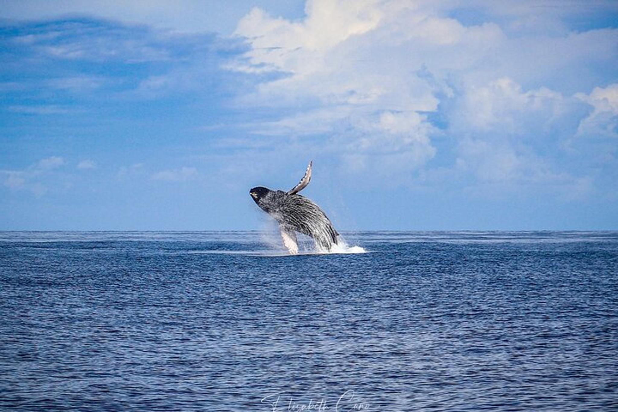 Waikoloa Whale Watching Catamaran Cruise - Image 6