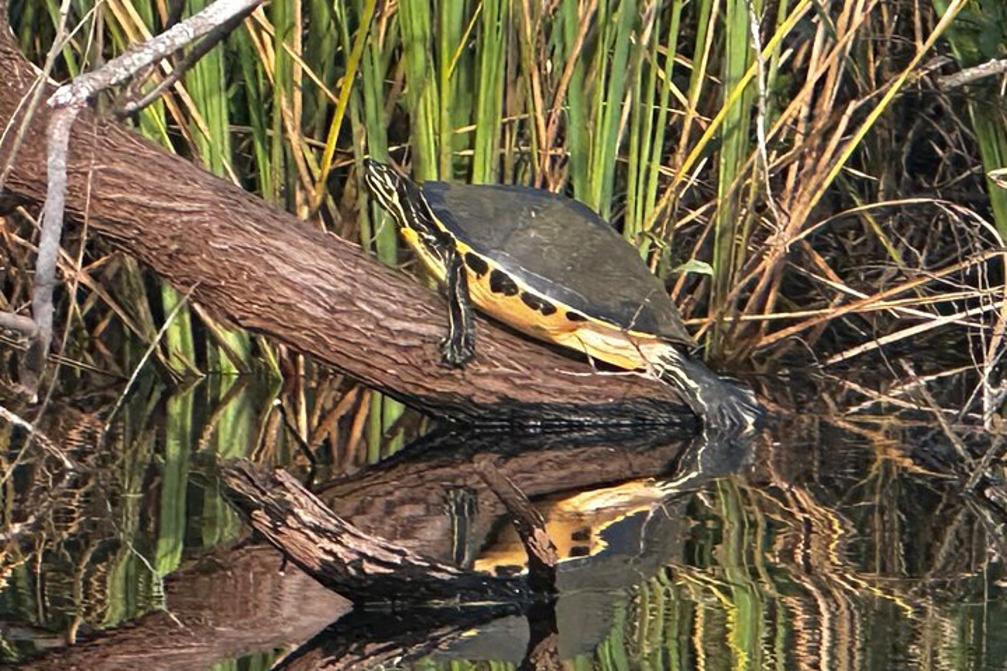 Everglades Kayak Tour at Sunset - Image 2
