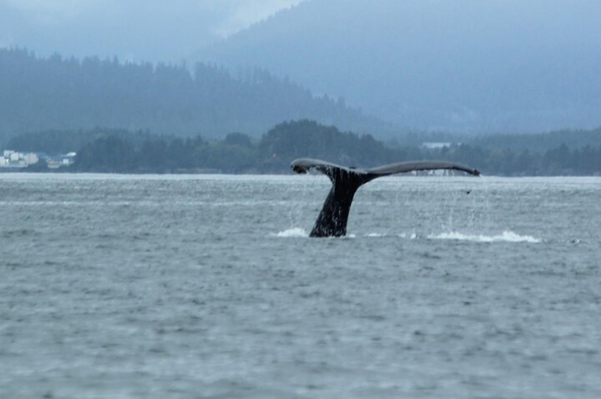 Sitka Marine Wildlife Tour - Image 6