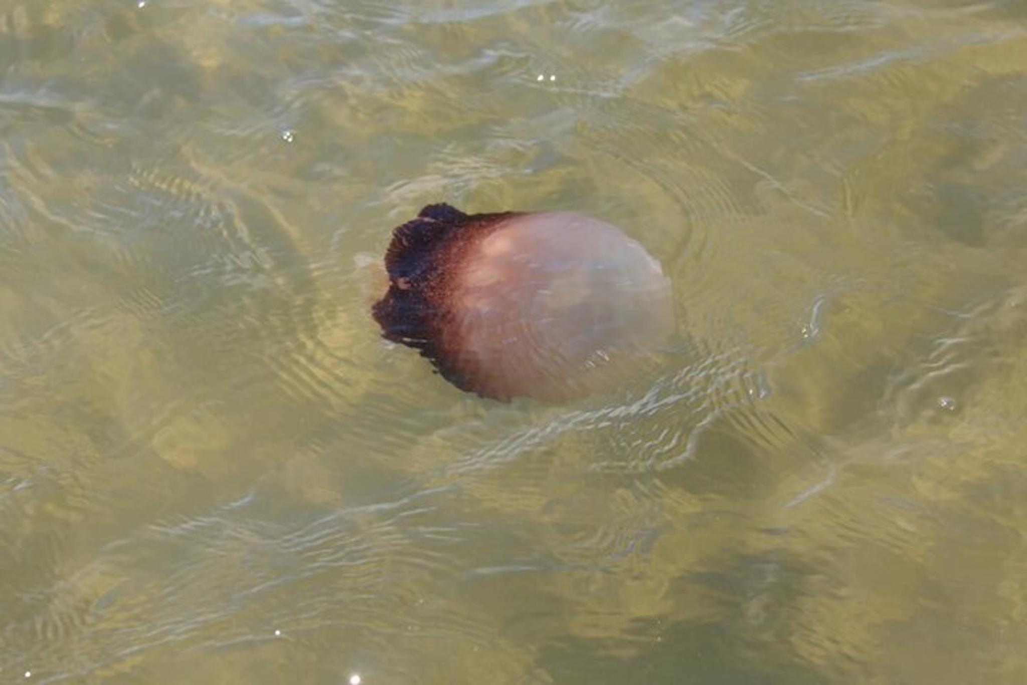 Edgewater Wildlife Paddle Tour 2 hr - Image 3