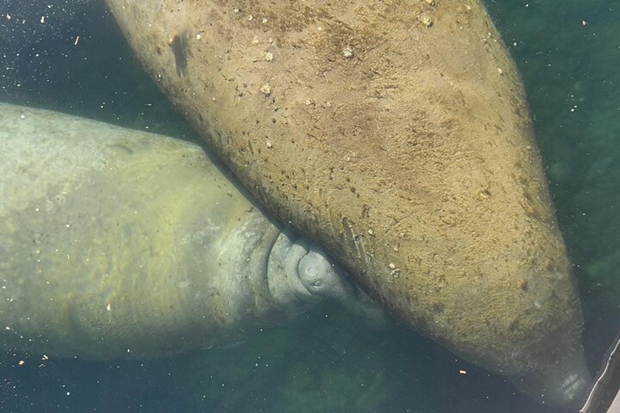 Crystal River Ecological Boat Tour - Image 2