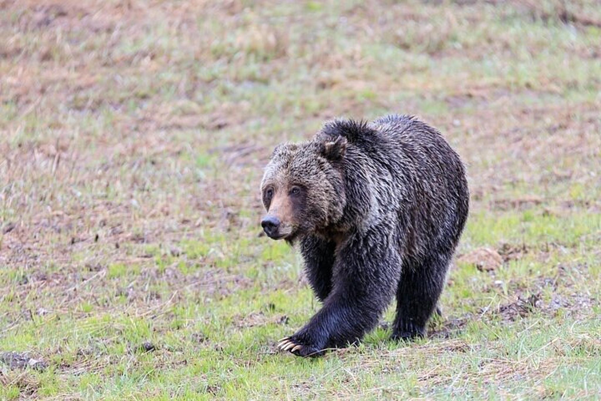 Big Sky Yellowstone National Park Tour - Image 6