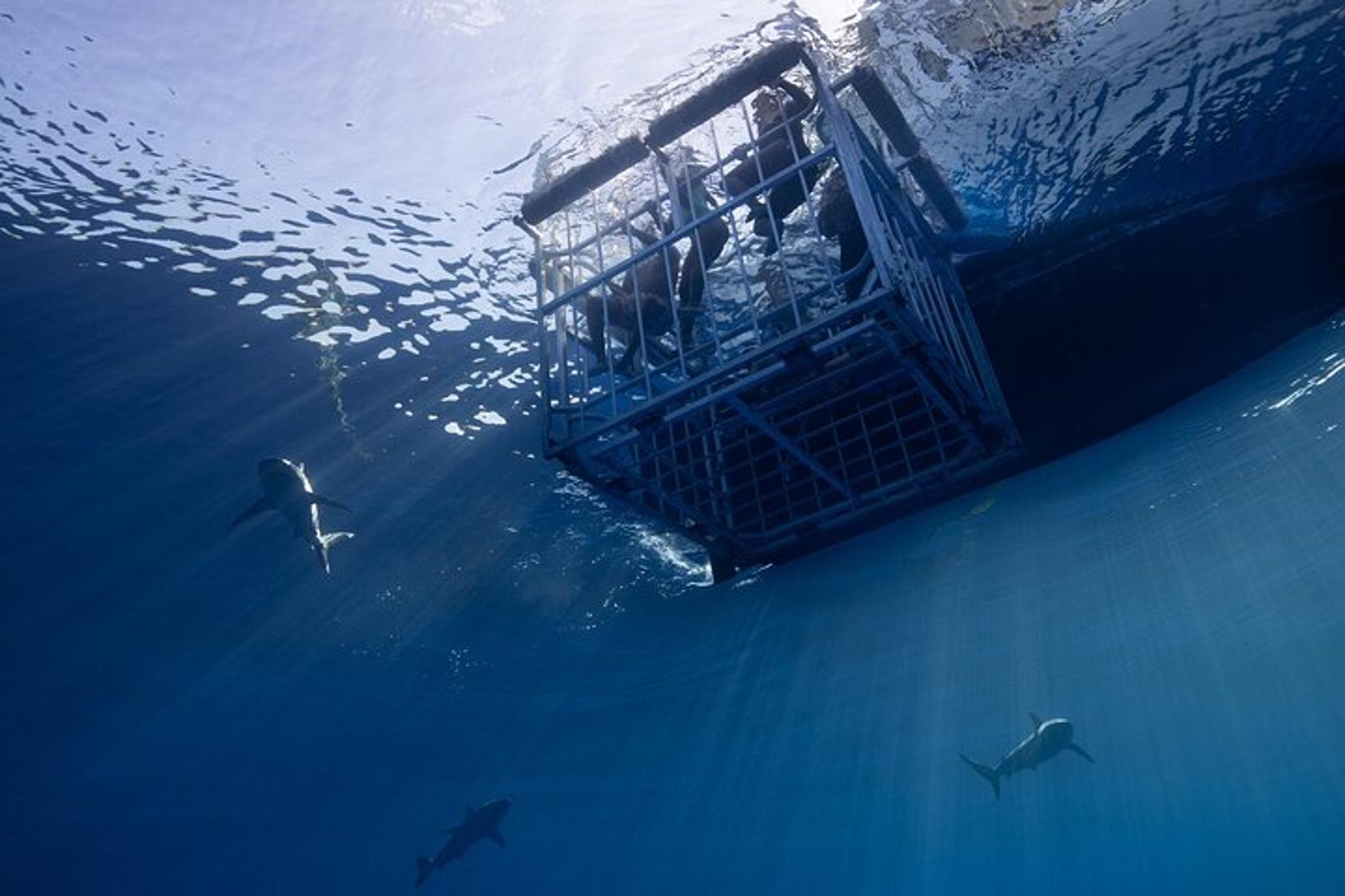 Oahu Shark Cage Diving North Shore 2 hr - Image 4
