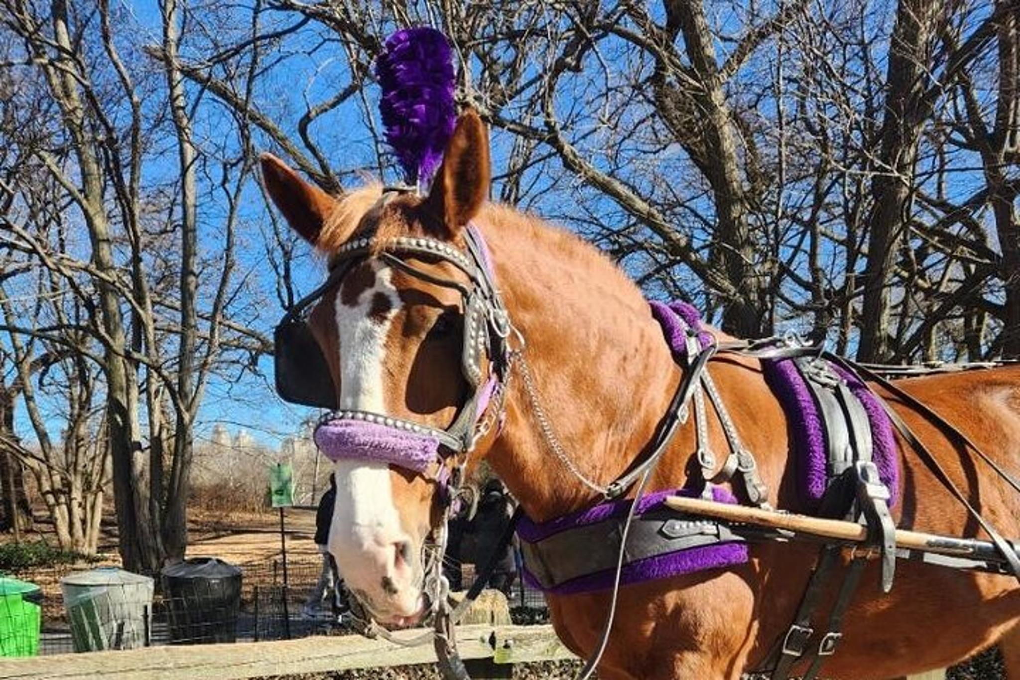 New York Central Park Horse Carriage Ride - Image 2