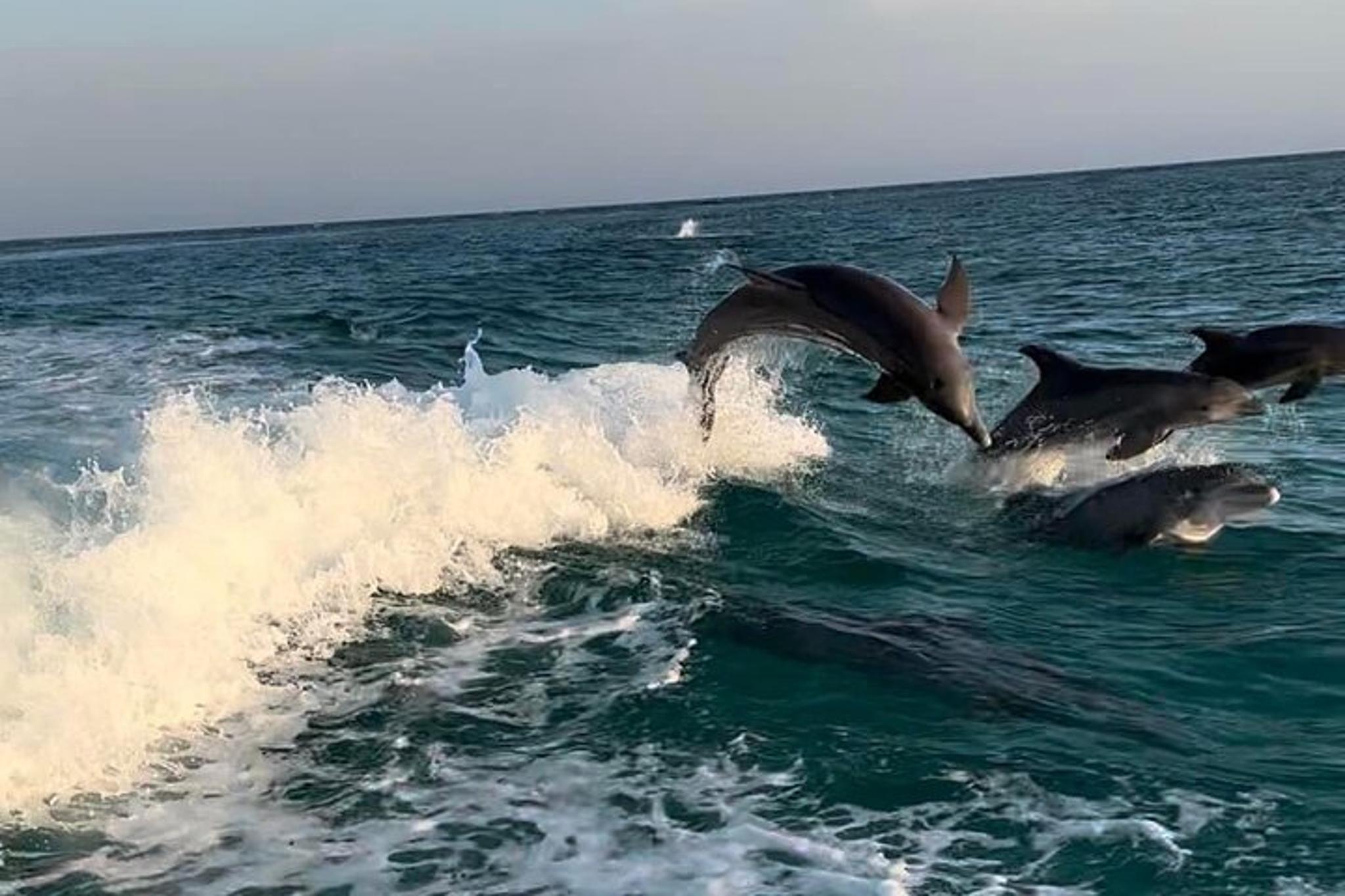 Panama City Beach Dolphin and Sightseeing Tour - Image 5