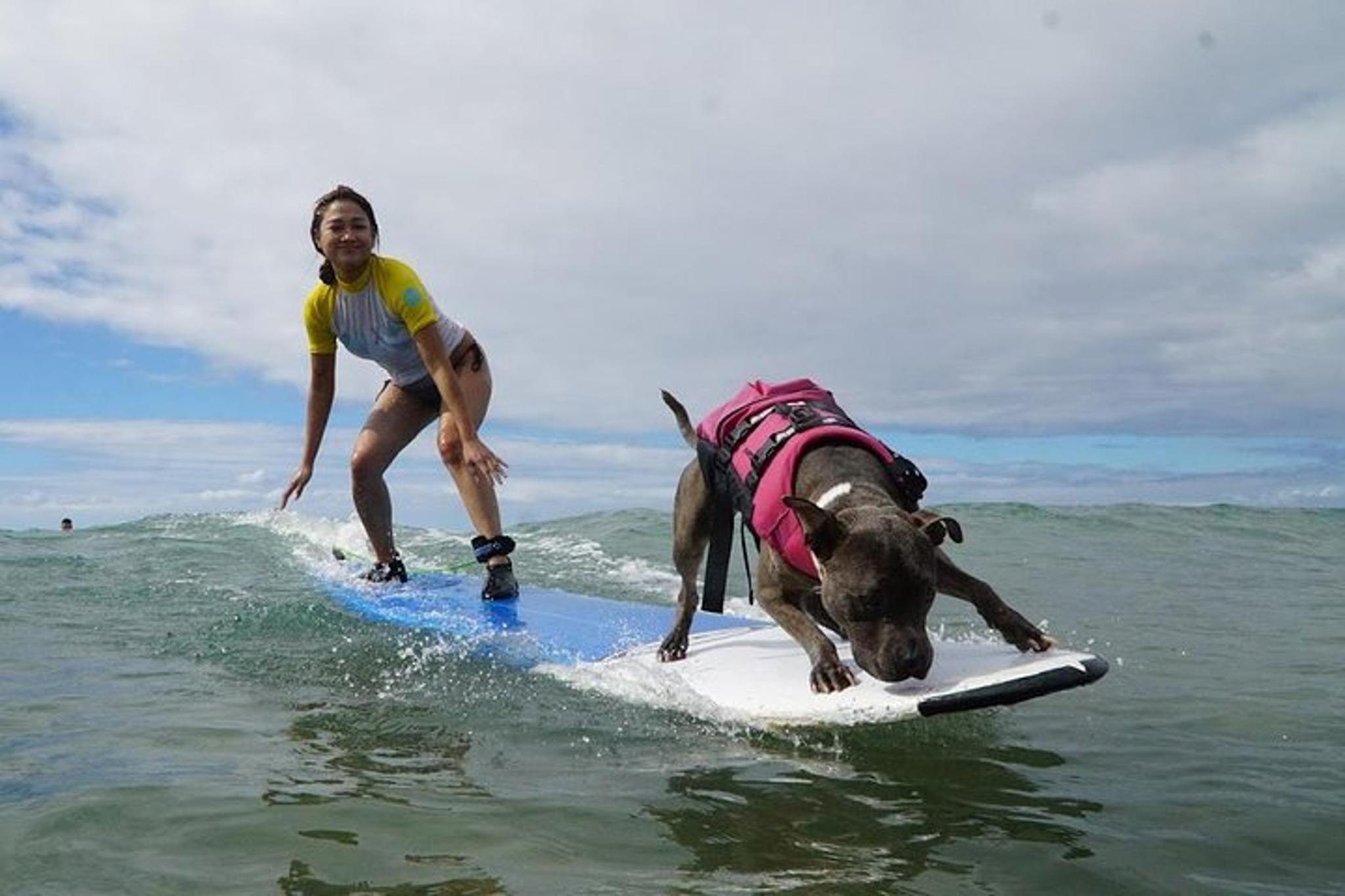 Maui Surfing Experience with Service Animal 2 hr