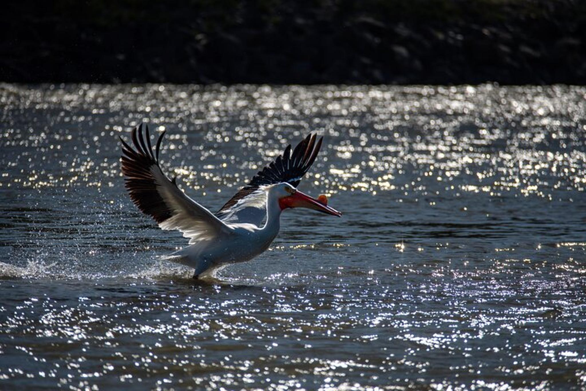 Jackson Hole Snake River Scenic Float Tour - Image 5