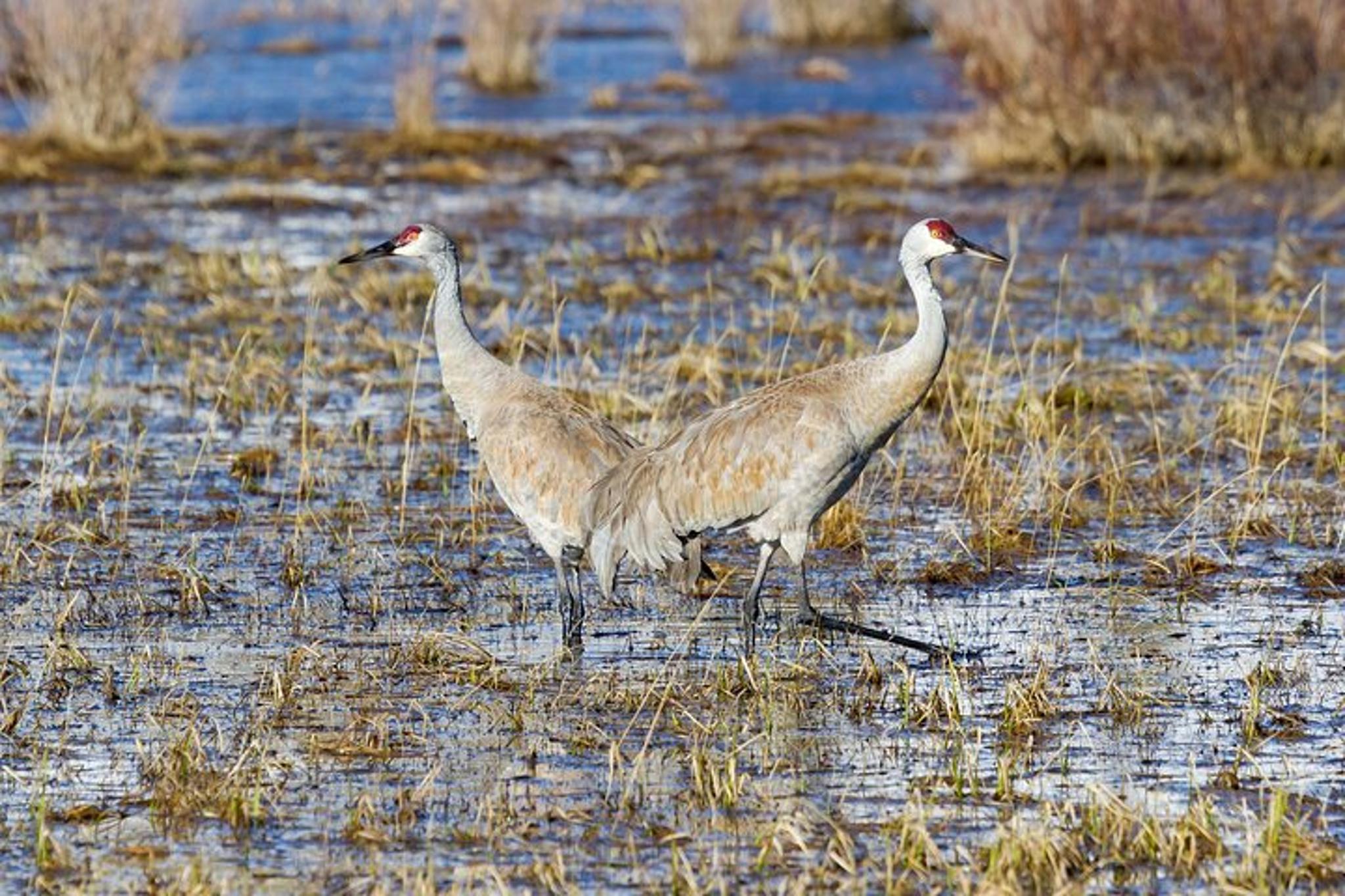 Yellowstone Wildlife Watching Tour - Image 2