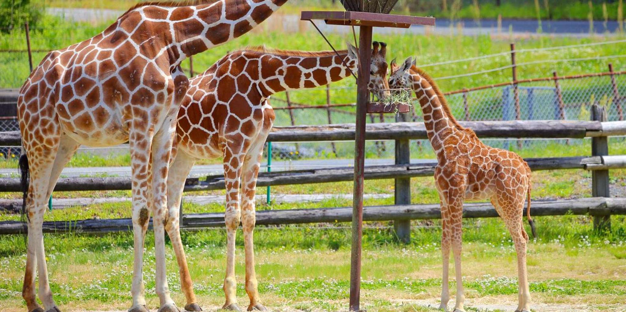 New York Six Flags Great Adventure Private Transfer - Image 4