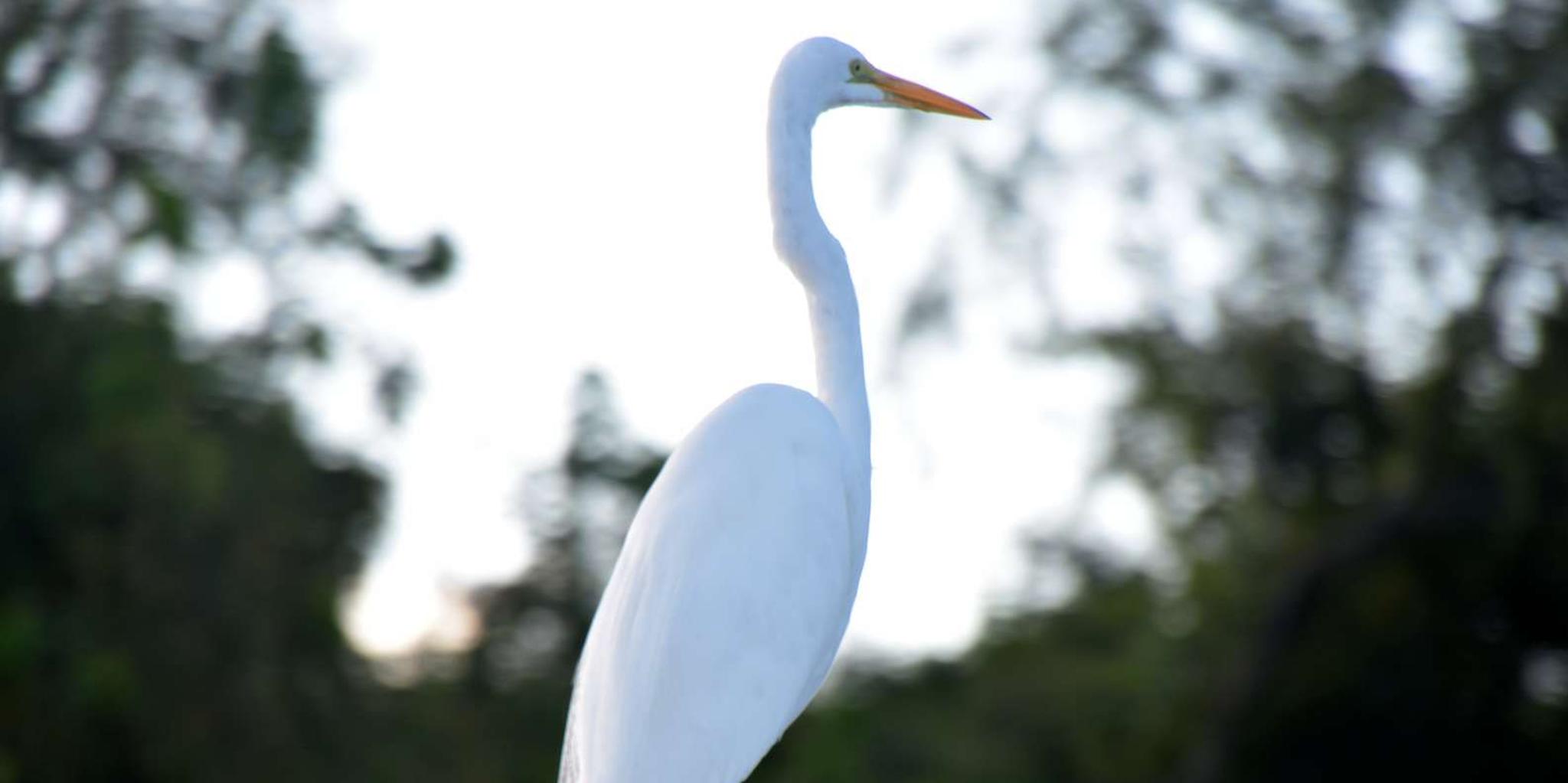 New Orleans Airboat Ride - Image 6