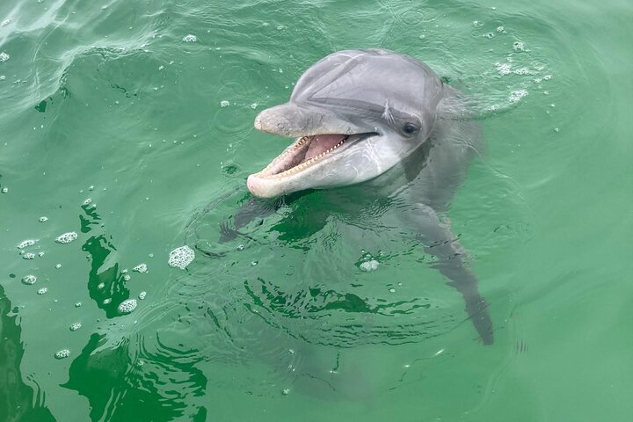 Panama City Dolphin and Sightseeing Tour - Image 4