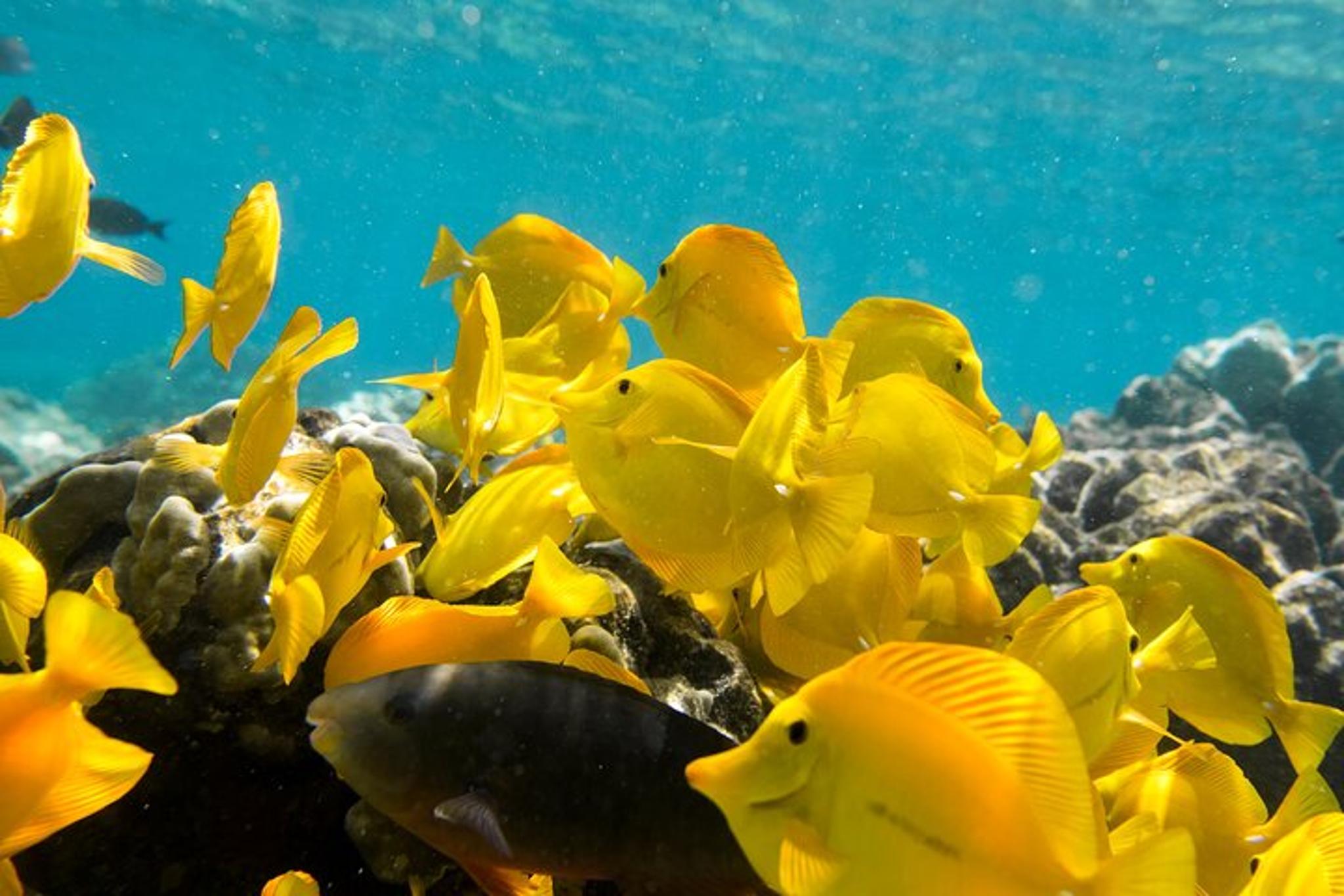 Kailua-Kona Snorkel Tour at Kealakekua Bay - Image 3