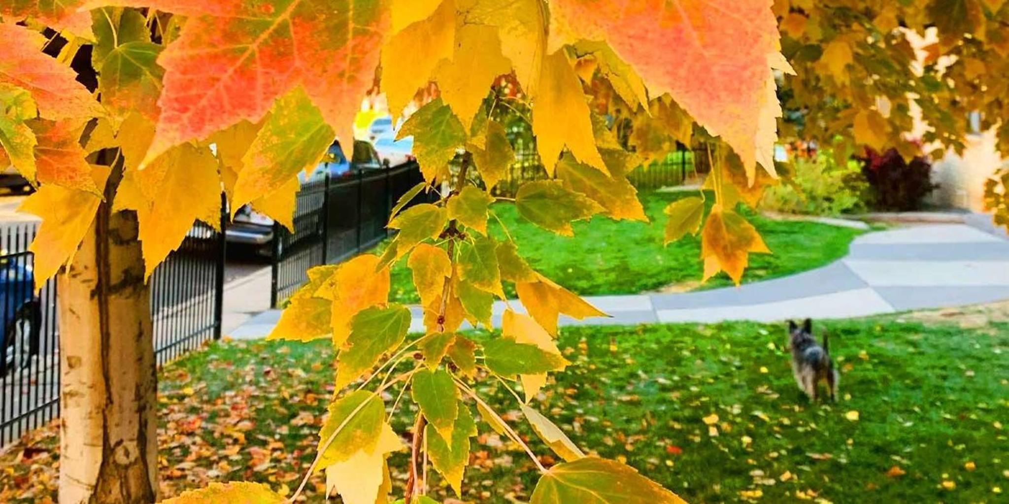 Denver City Highlights Tour - Image 1