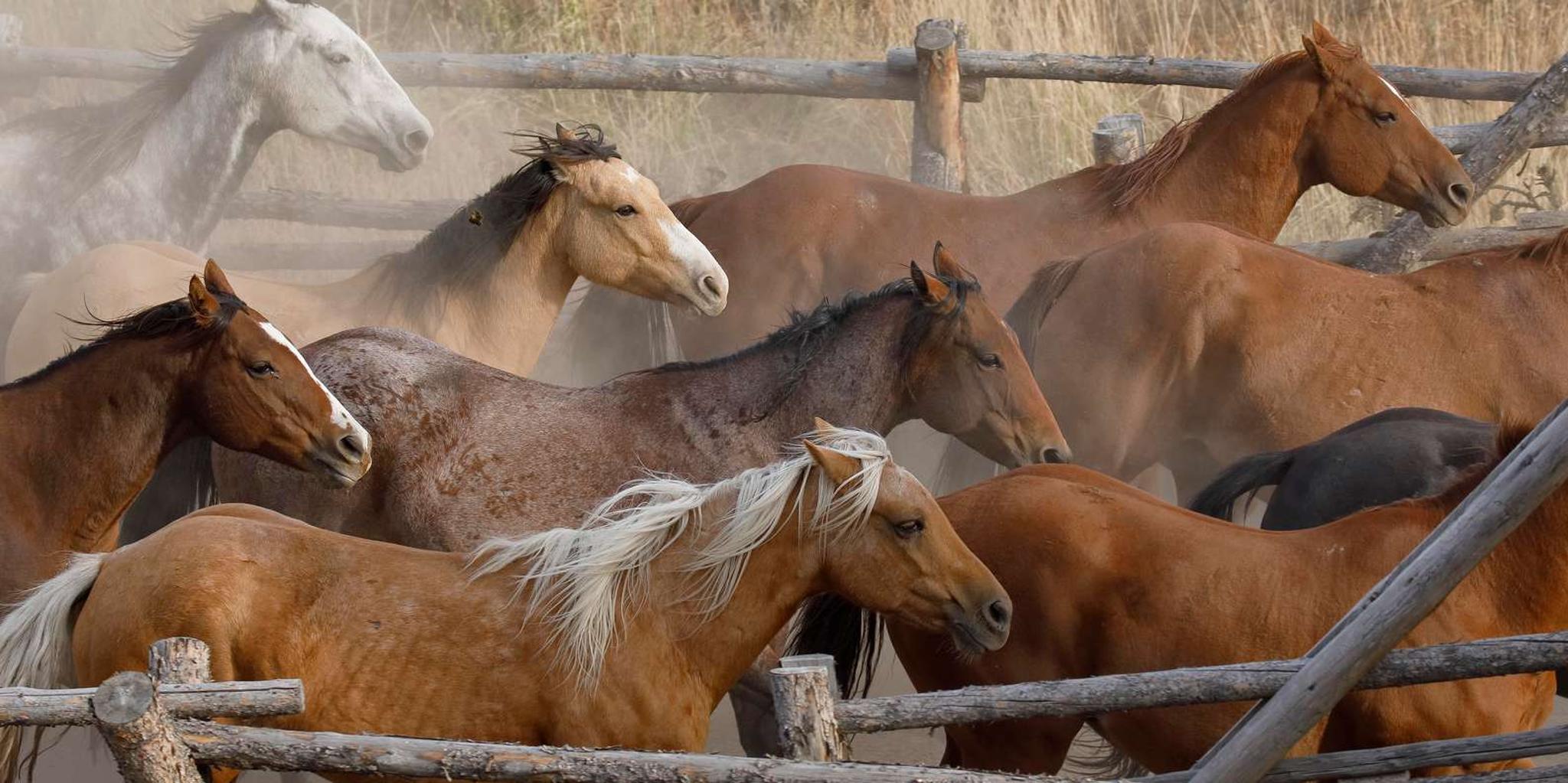 Jackson Hole Horseback Riding with Grand Teton Views - Image 4