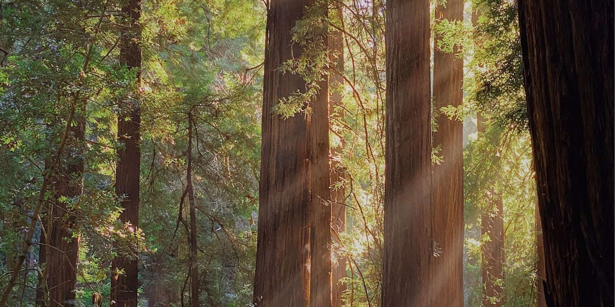 San Francisco Muir Woods and Wine Tour - Image 5