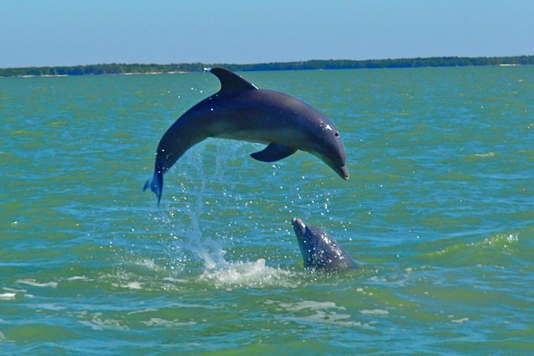 Goodland Dolphin Tour by Jet Ski - Image 3