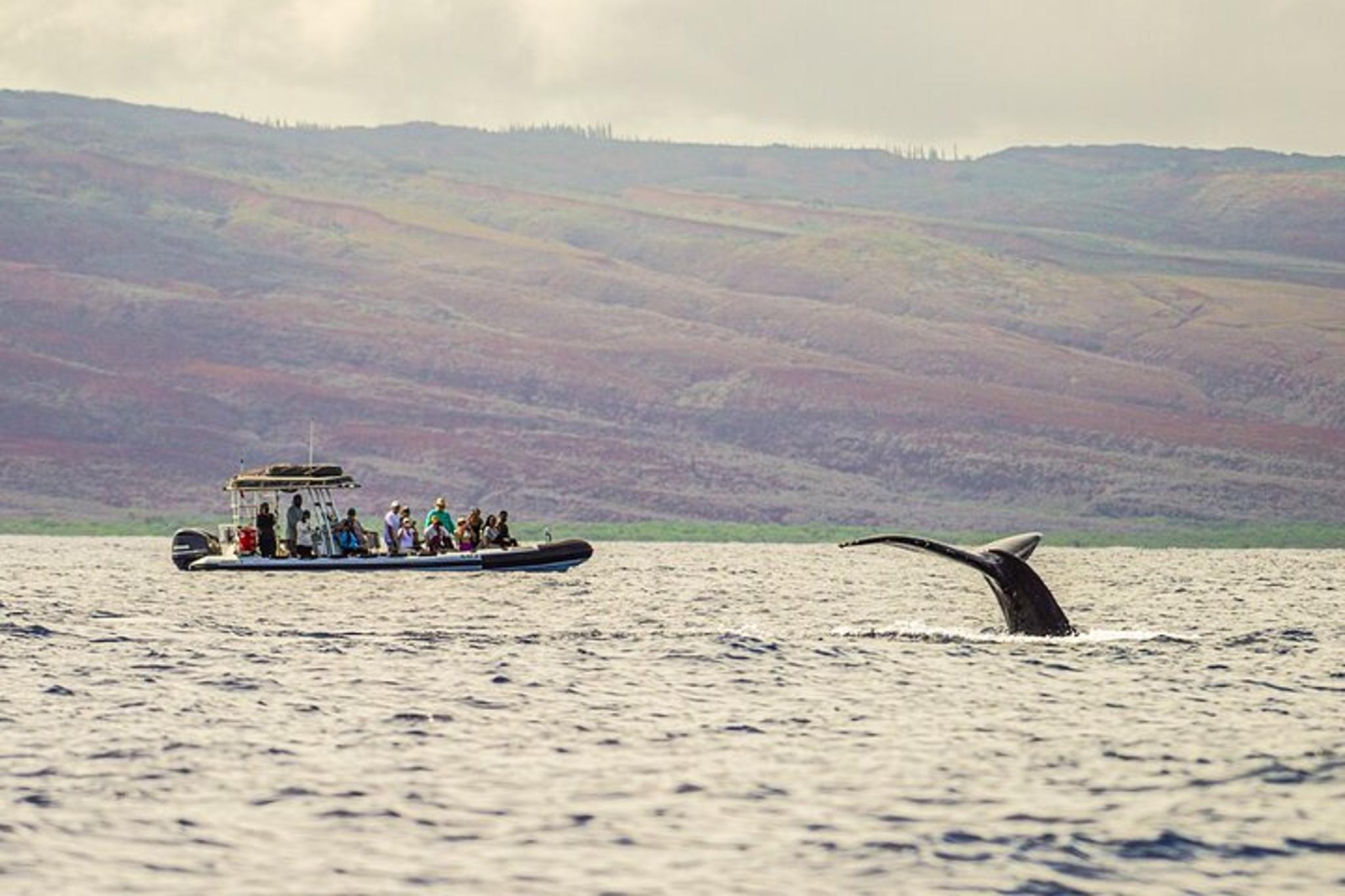Lahaina Eco-Raft Whale and Dolphin Watching Tour - Image 3