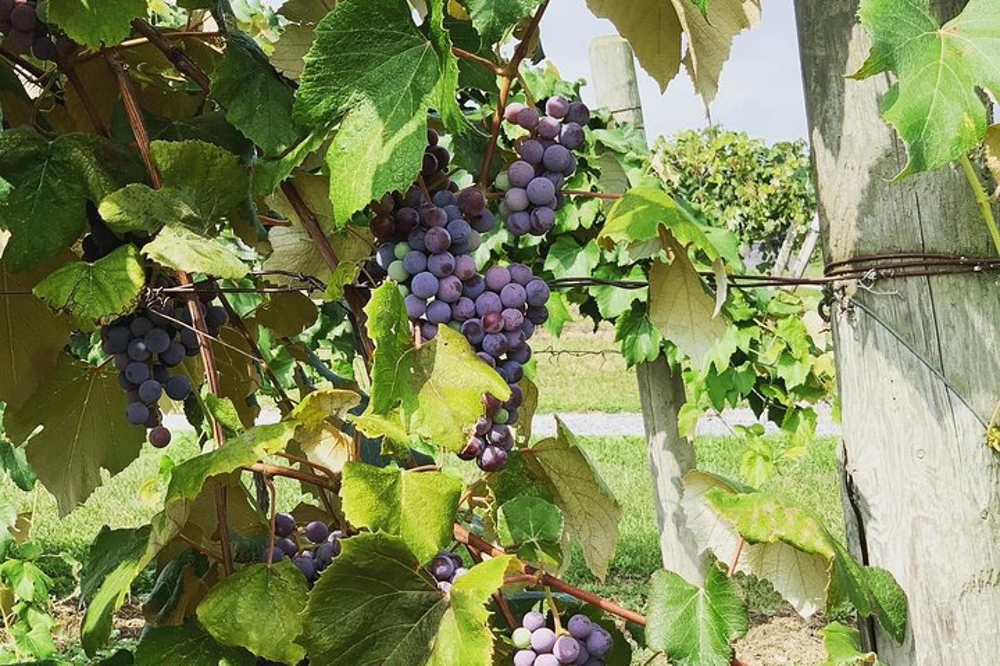 Seneca Lake Wine Tasting Tour - Image 2