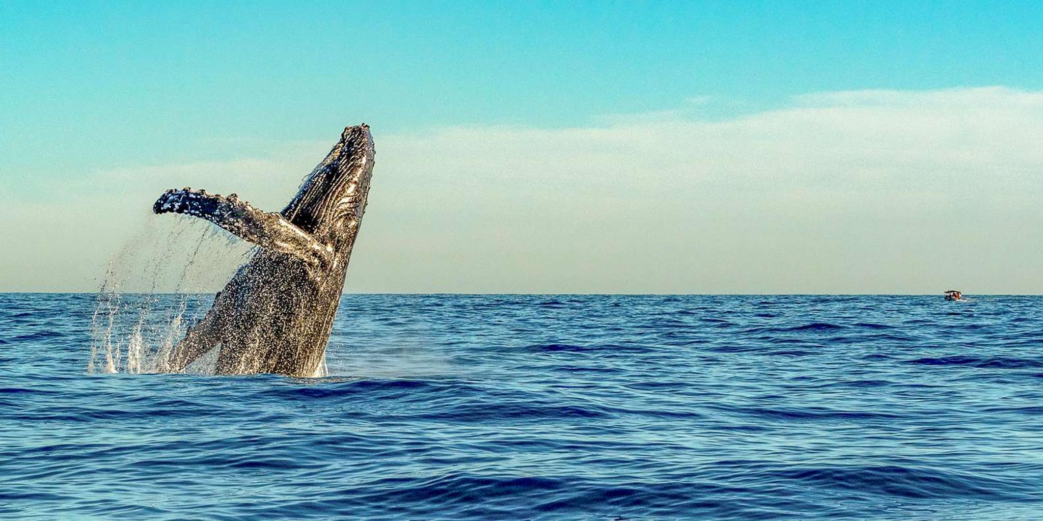 Kailua-Kona Whale Watching Cruise - Image 3