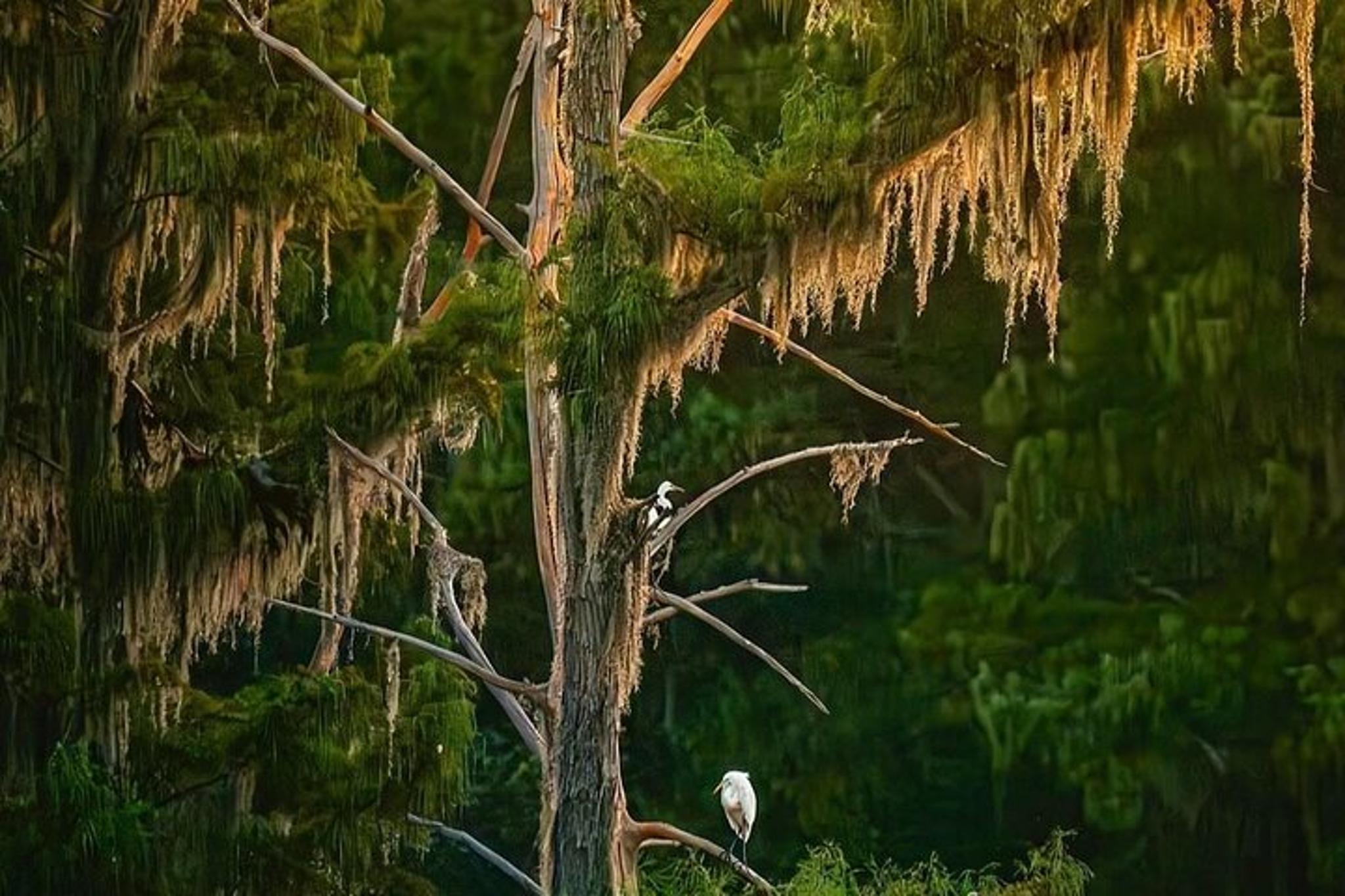 New Orleans Sunset Cruise - Image 3