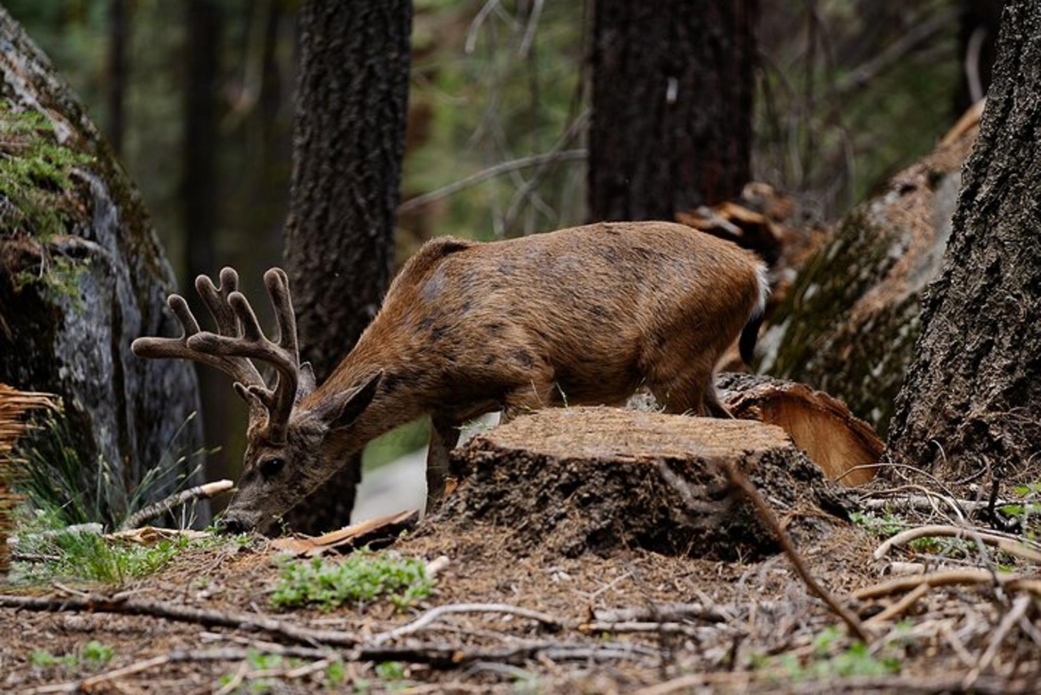 Sequoia National Park Forest Hike - Image 4
