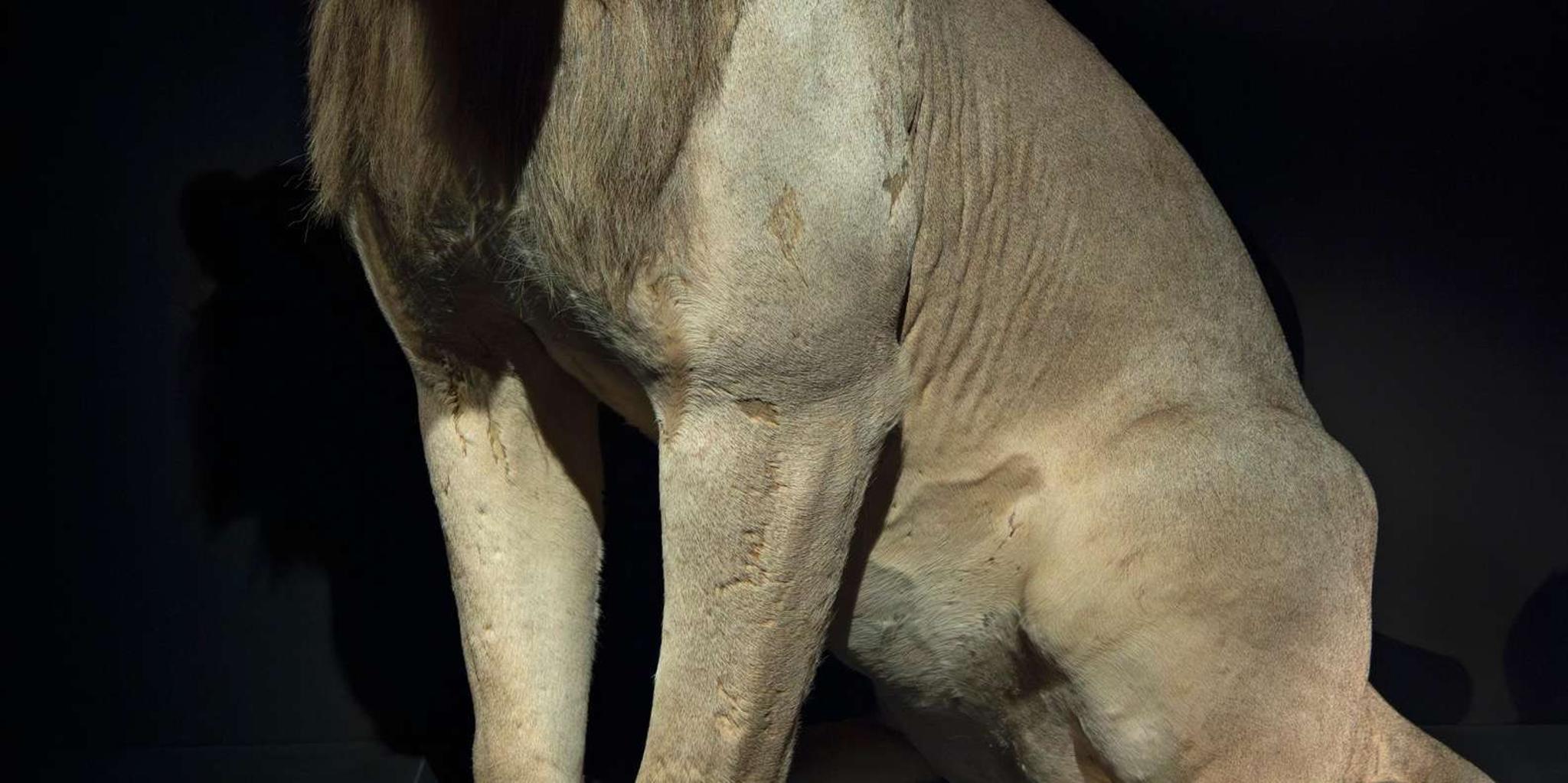 Los Angeles Natural History Museum Cat Exhibition - Image 6