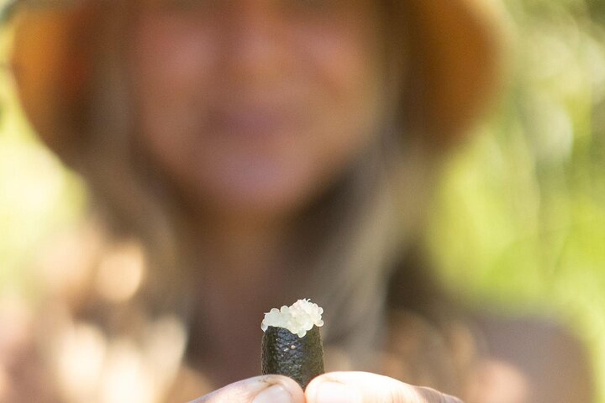 Maui Farm Tour - Image 5