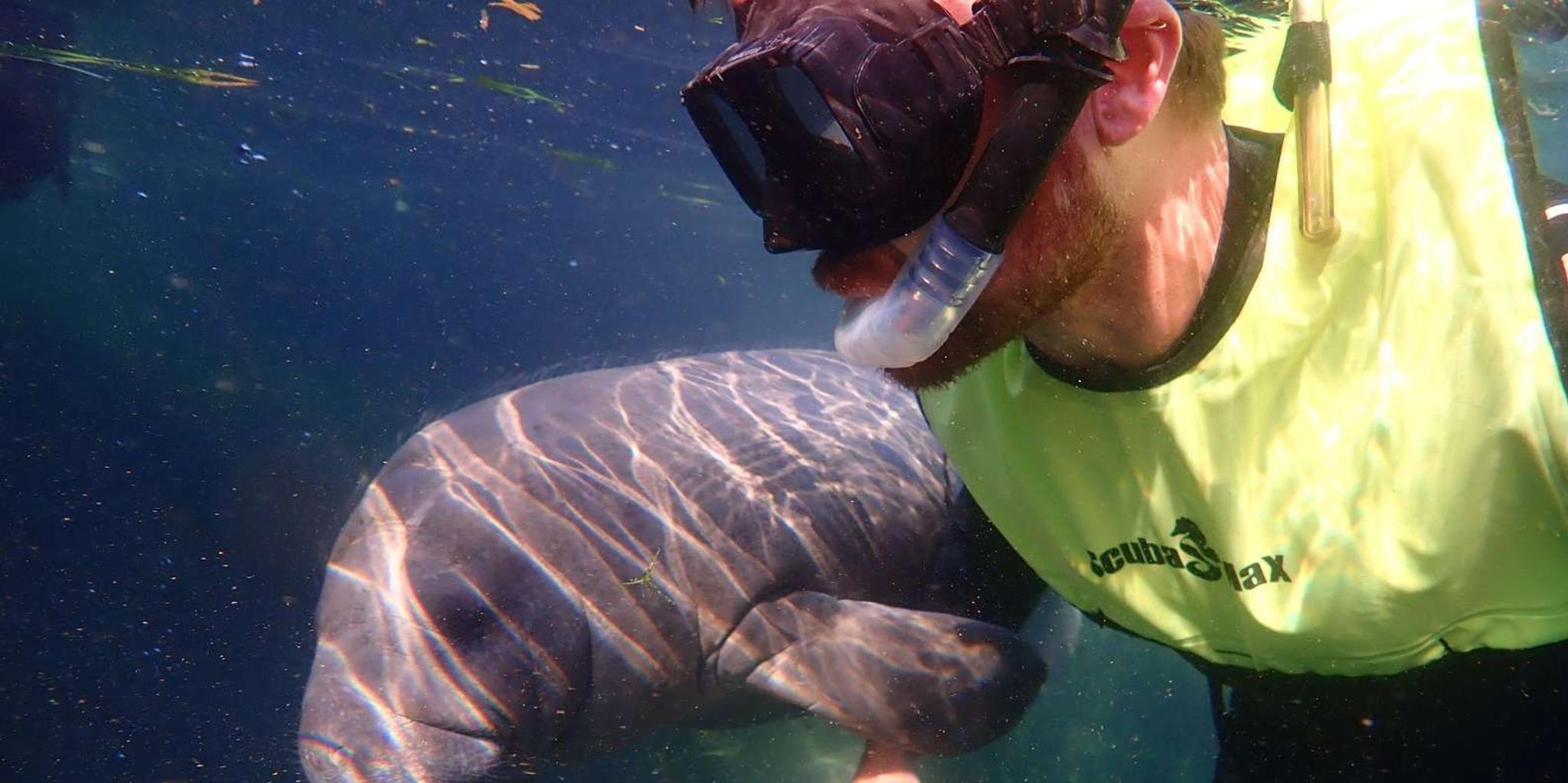 Crystal River Manatee Swim Tour