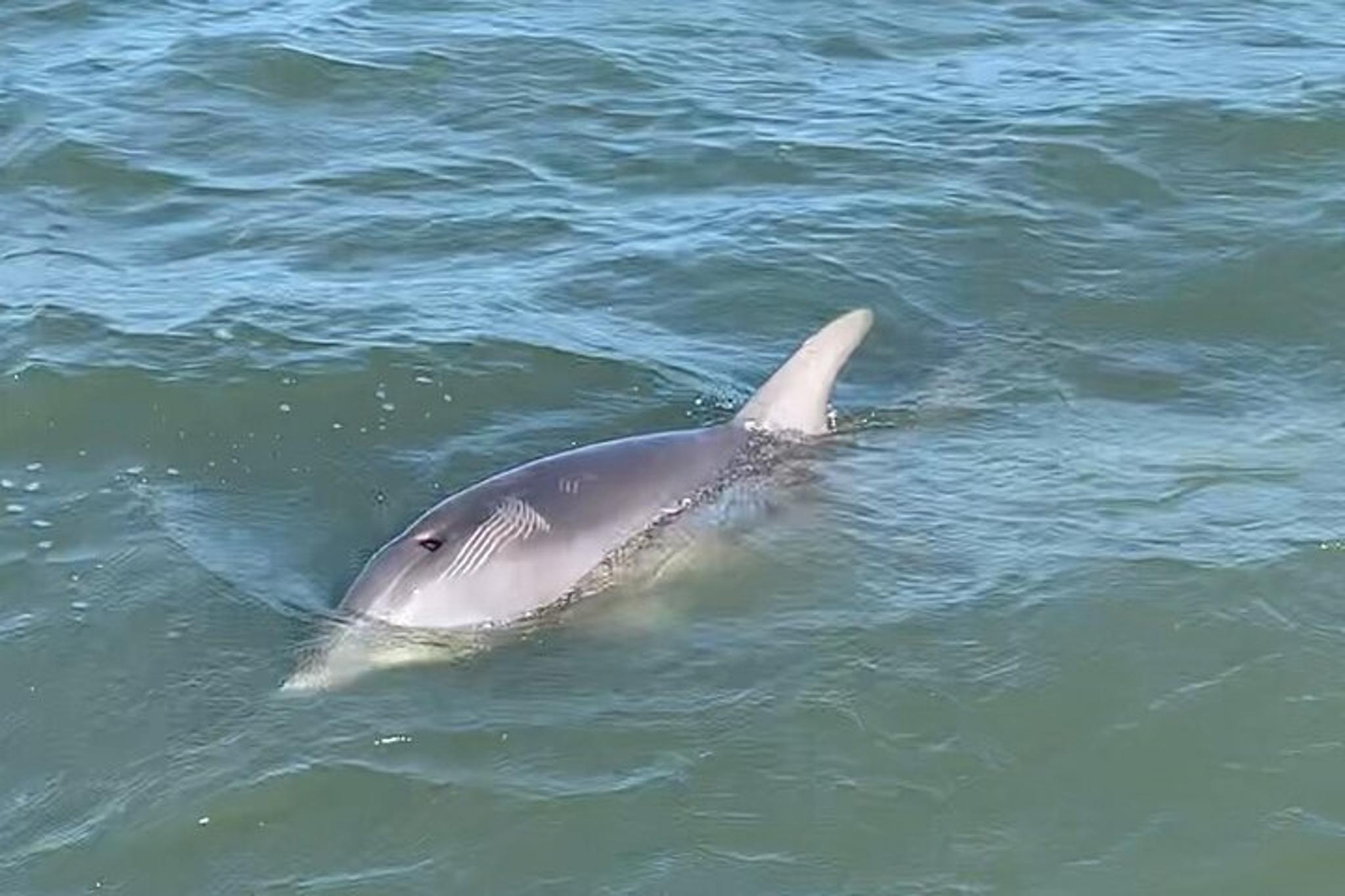 Charleston Dolphin and Eco Boat Tour - Image 3