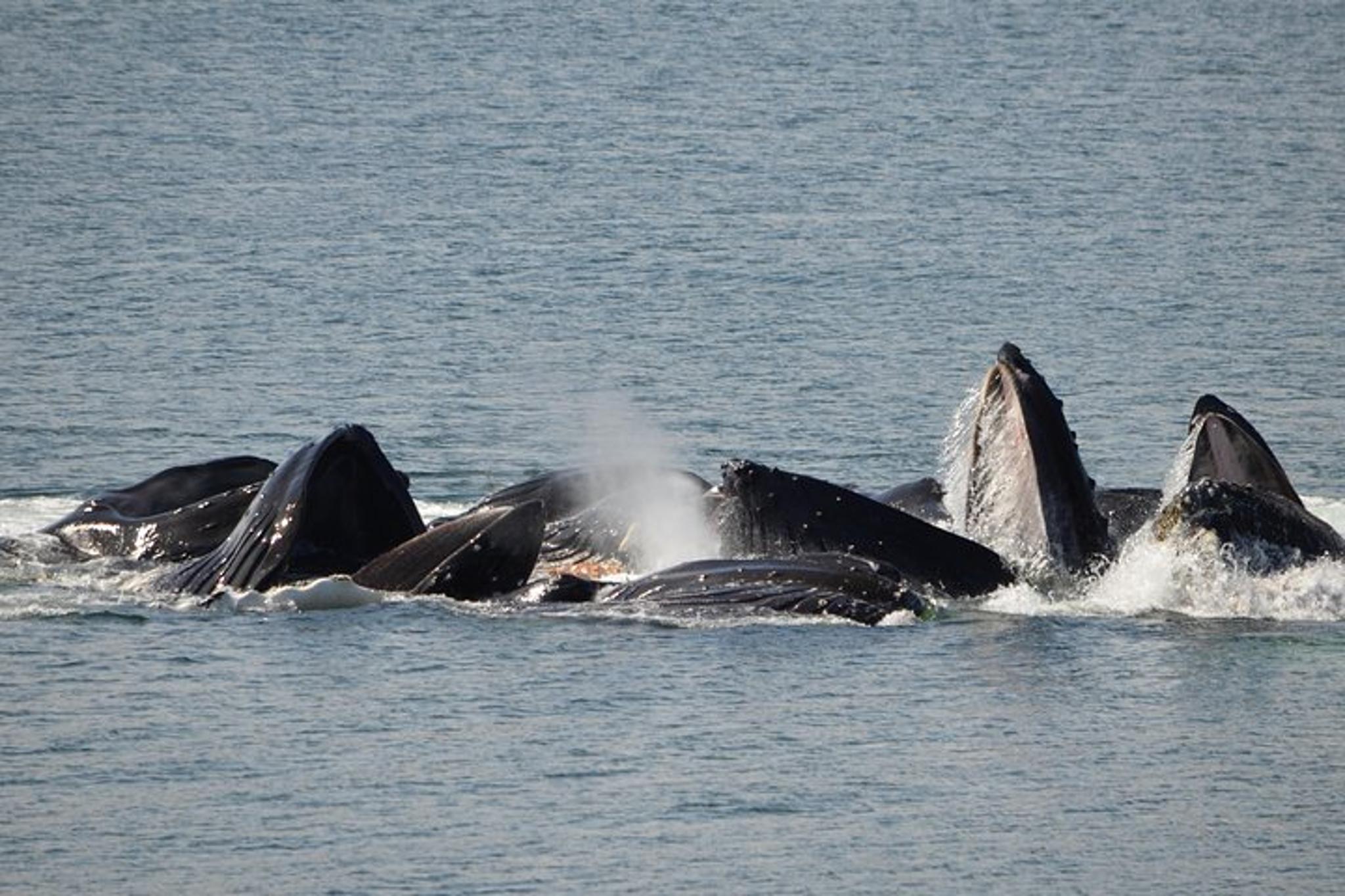 Juneau Catamaran Whale Watching Tour 165 Min - Image 3