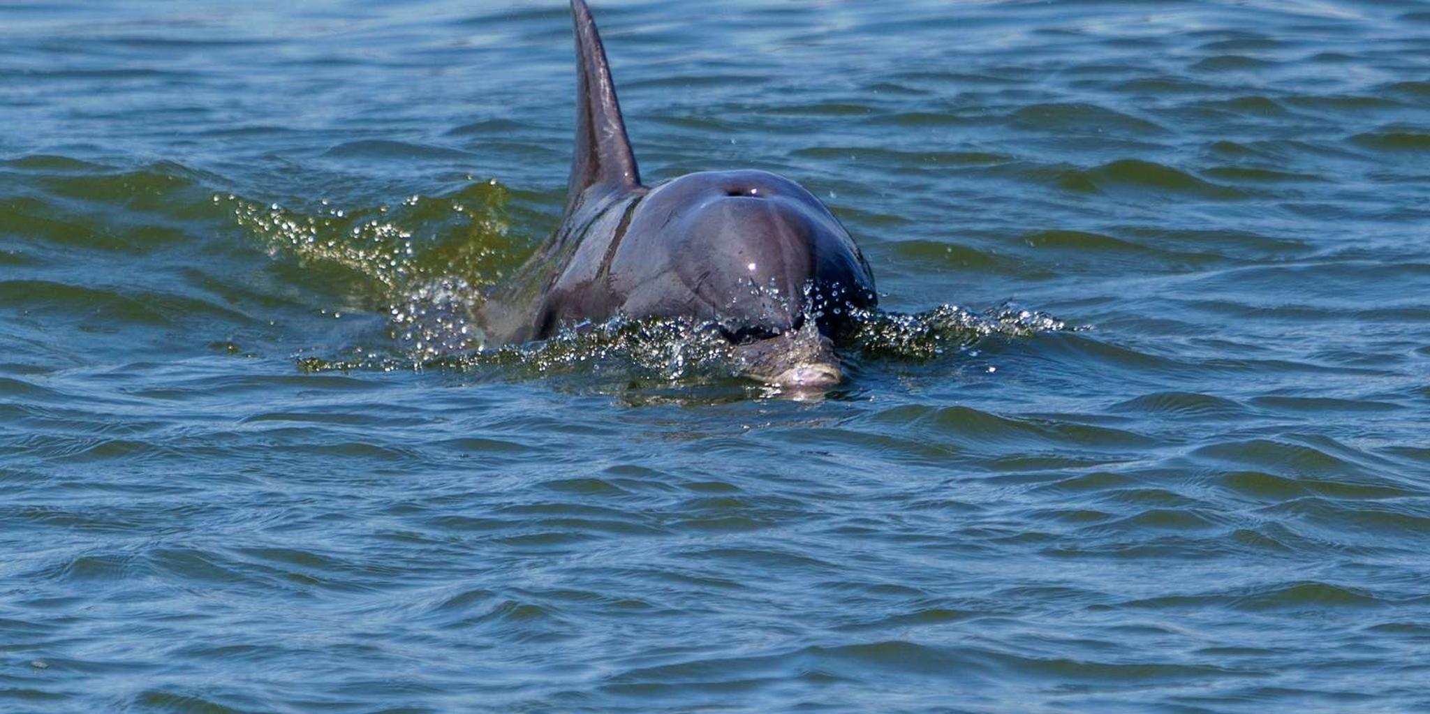 Savannah Dolphin Eco Tour - Image 4