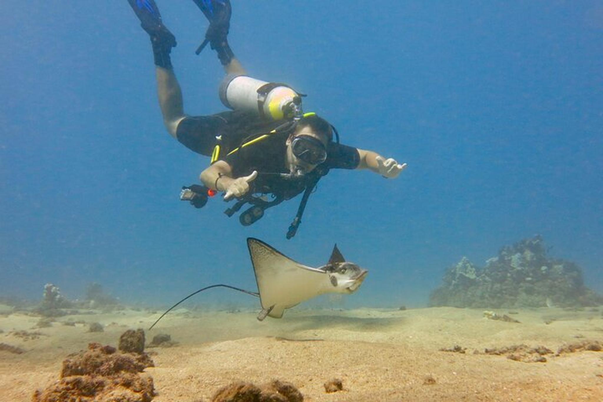 Lahaina Scuba Dive for Certified Divers 2 hr - Image 1