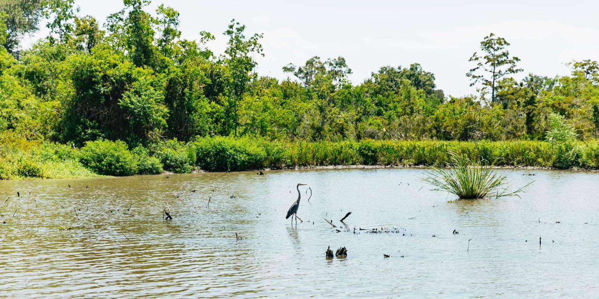 New Orleans Bayou Tour in Jean Lafitte National Park - Image 2