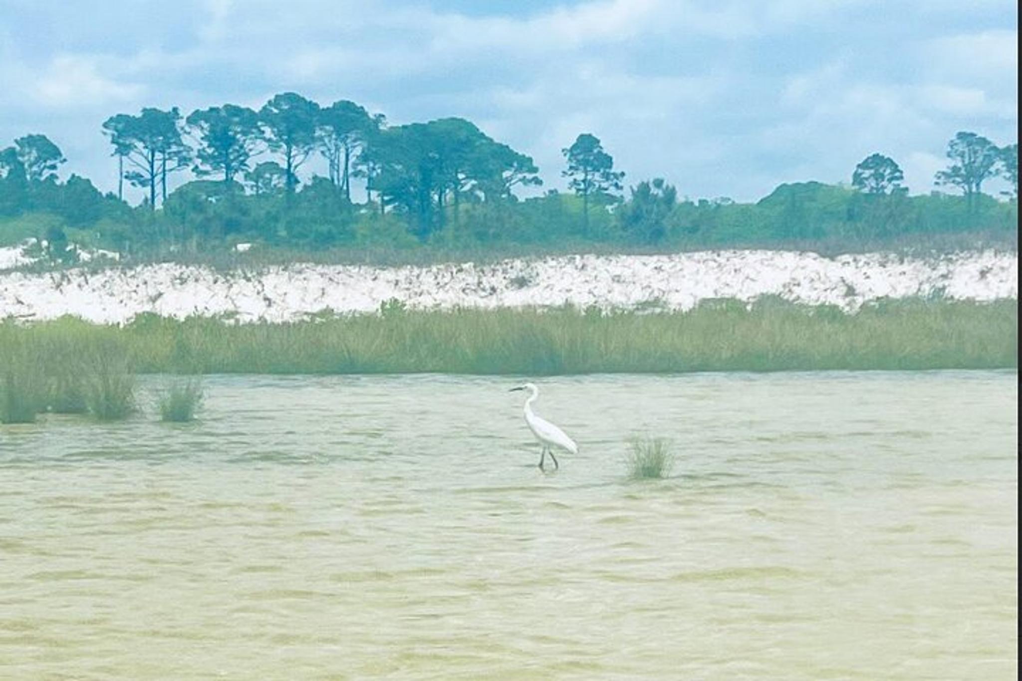Panama City Beach Stand Up Paddle Tour - Image 3