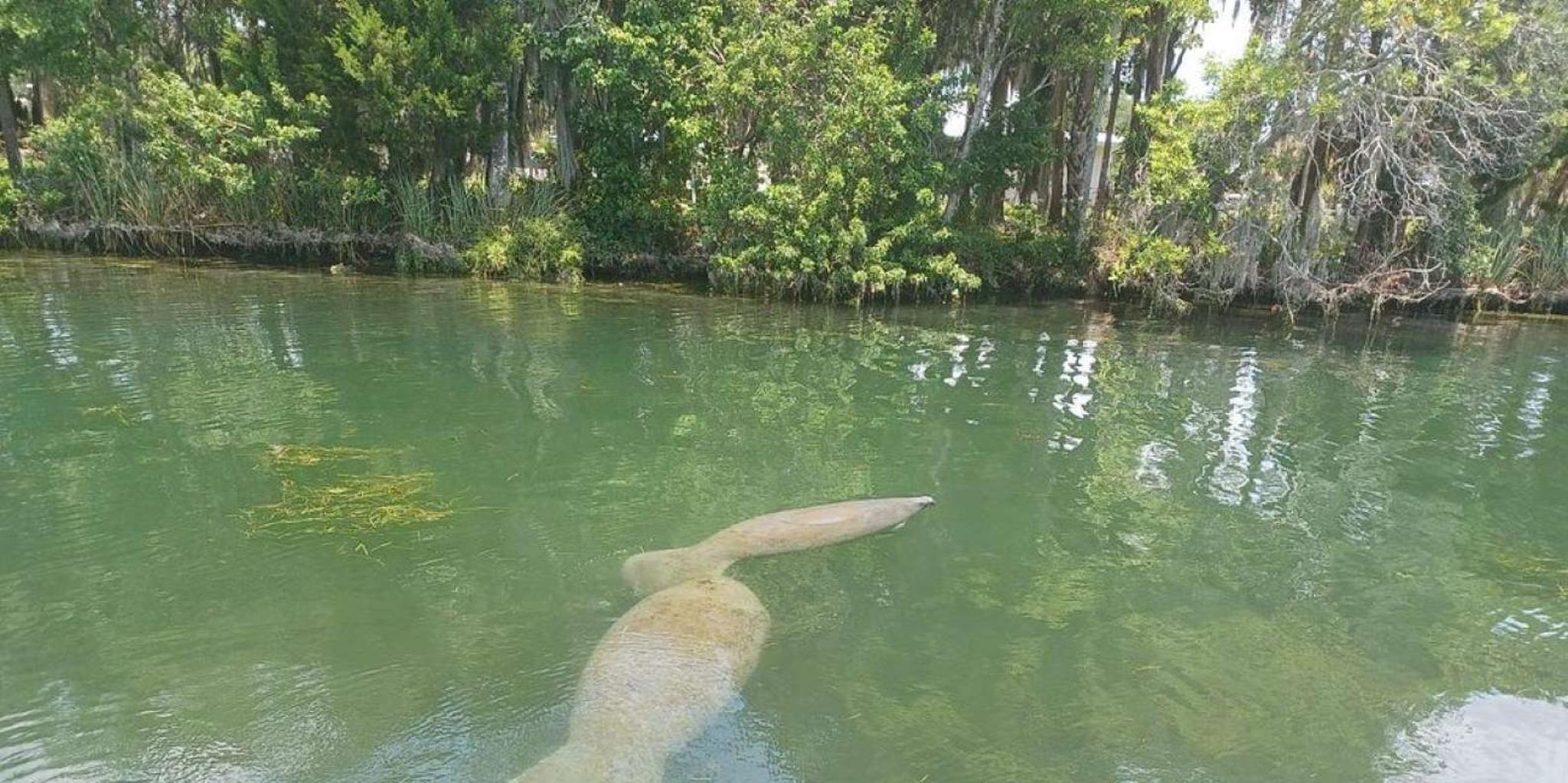 Crystal River Manatee Snorkel Tour 4 hr - Image 2
