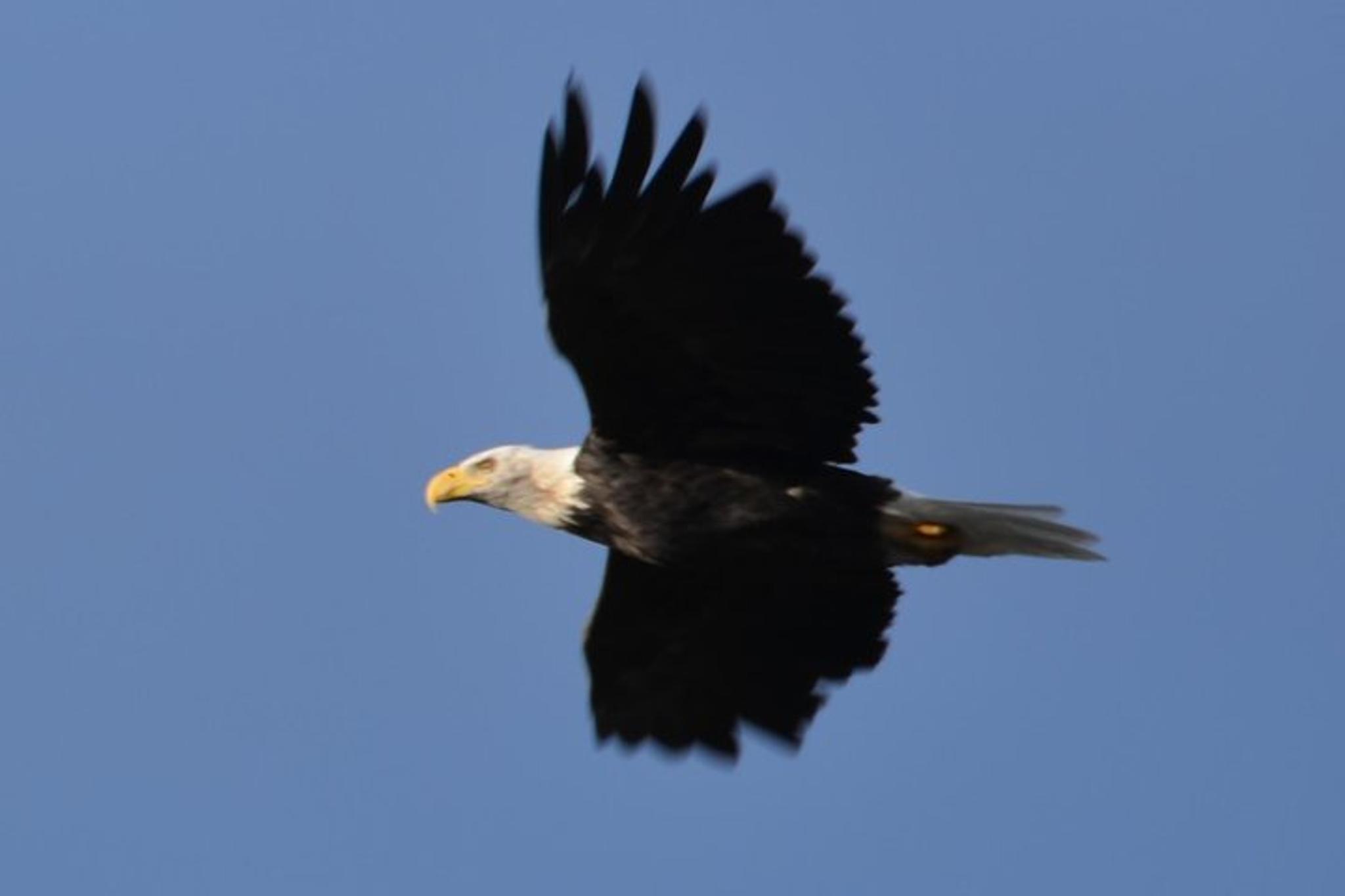 Anchorage Turnagain Arm and Portage Valley Tour - Image 4