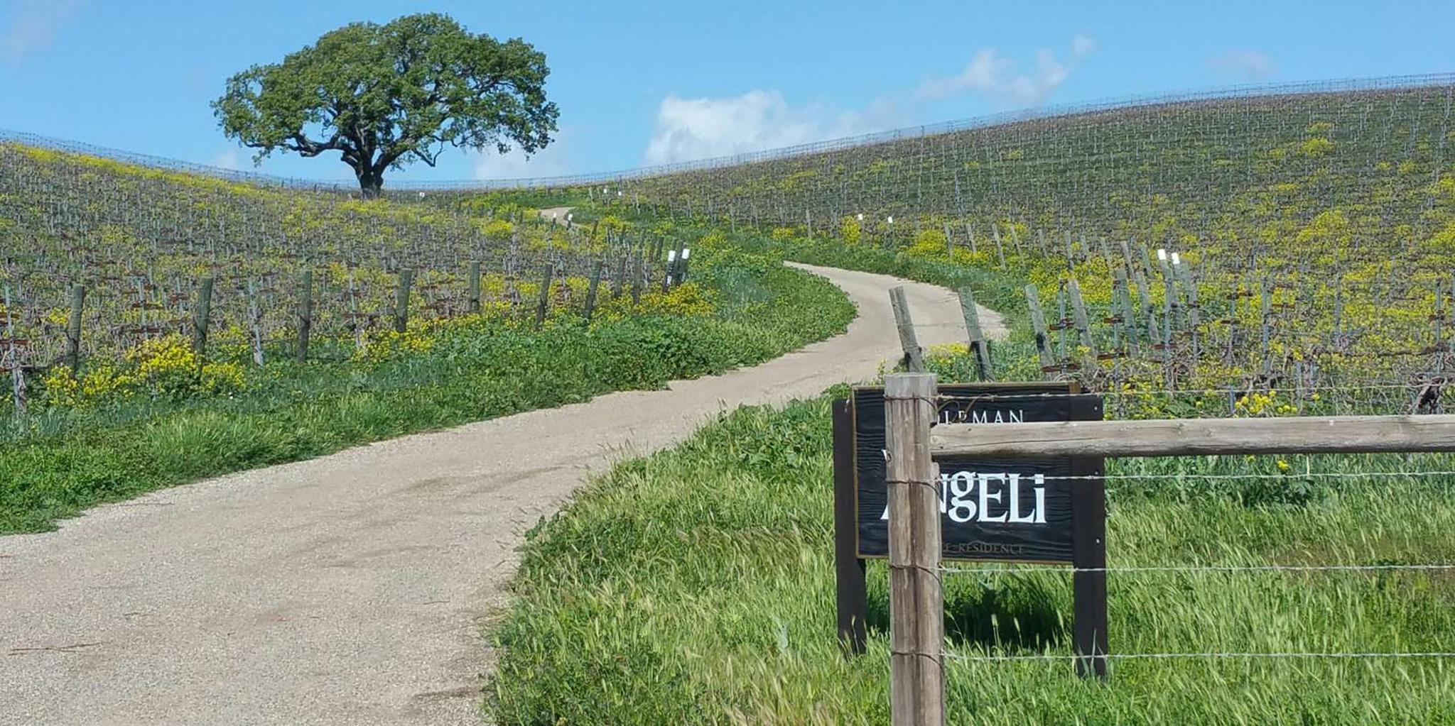Santa Barbara E-Bike Wine Tour - Image 4