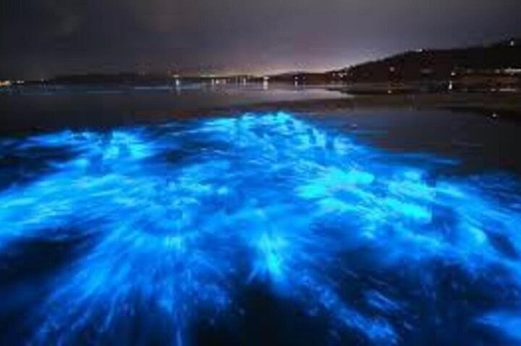 Cocoa Beach Bioluminescence Tour at Sunset - Image 6