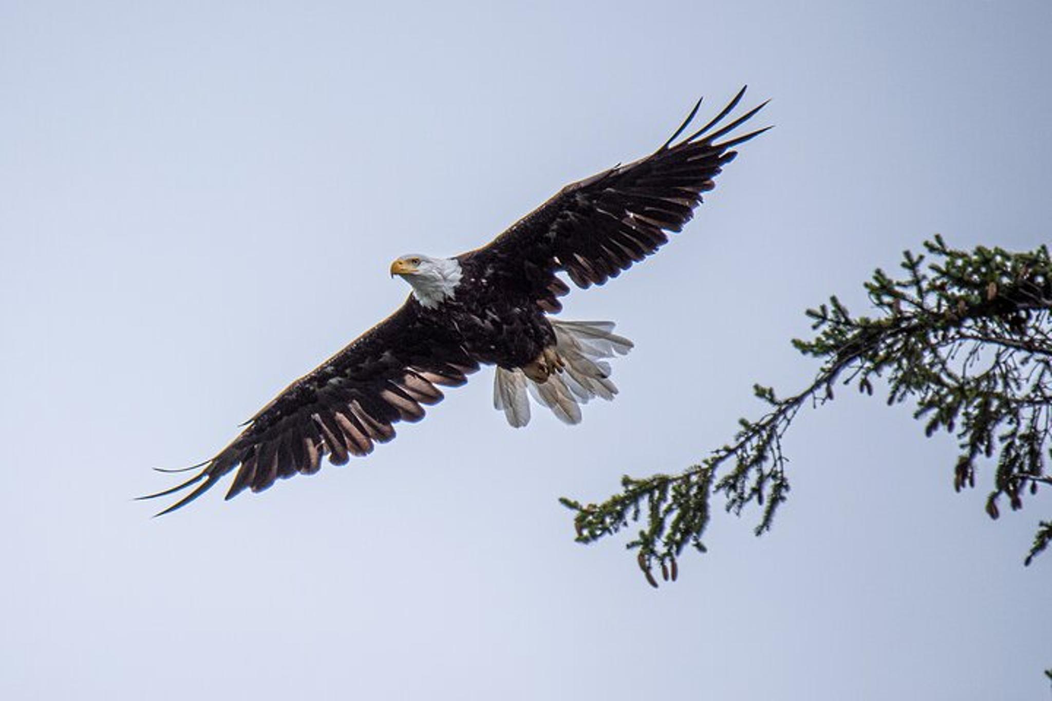 Ketchikan Alaskan Wildlife & Scenery Tour - Image 3