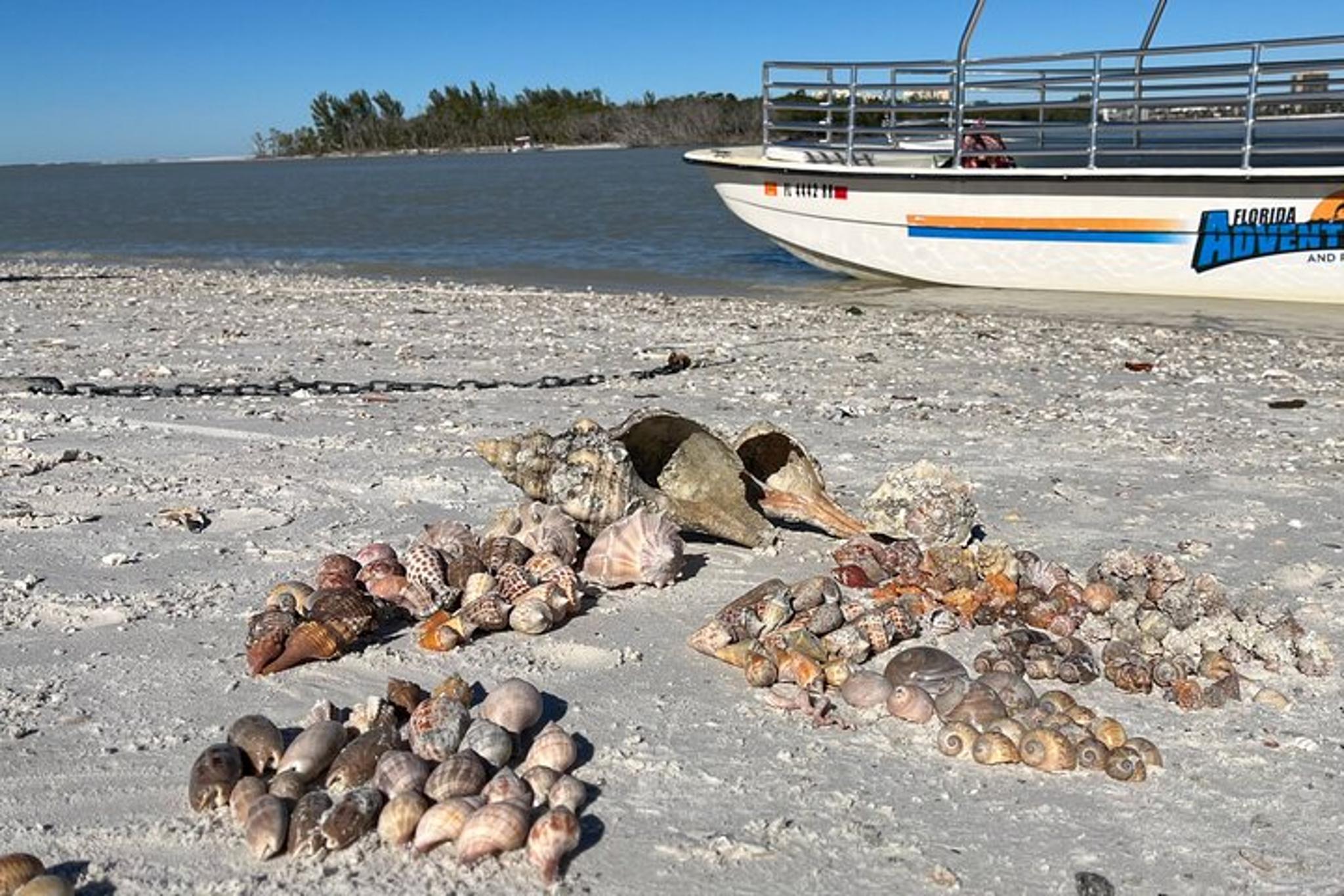 Marco Island Shelling Trip - Image 3