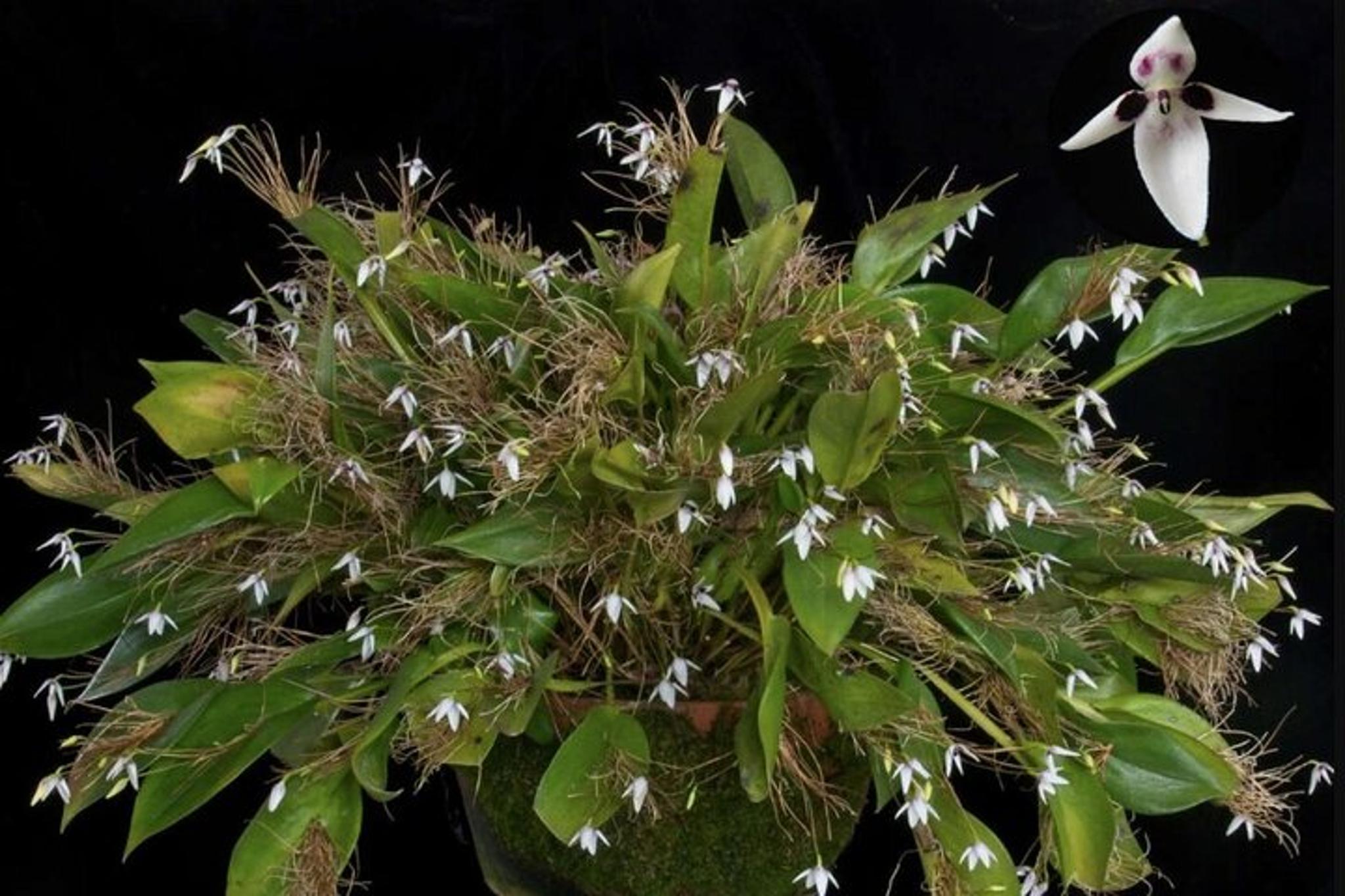 Longwood Gardens Tour - Image 2