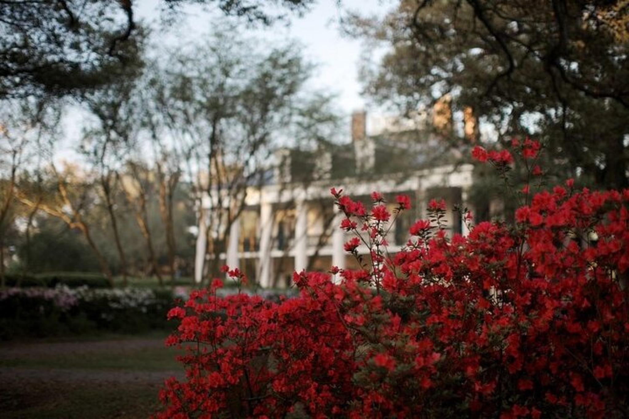 New Orleans Oak Alley Plantation Guided Tour - Image 1