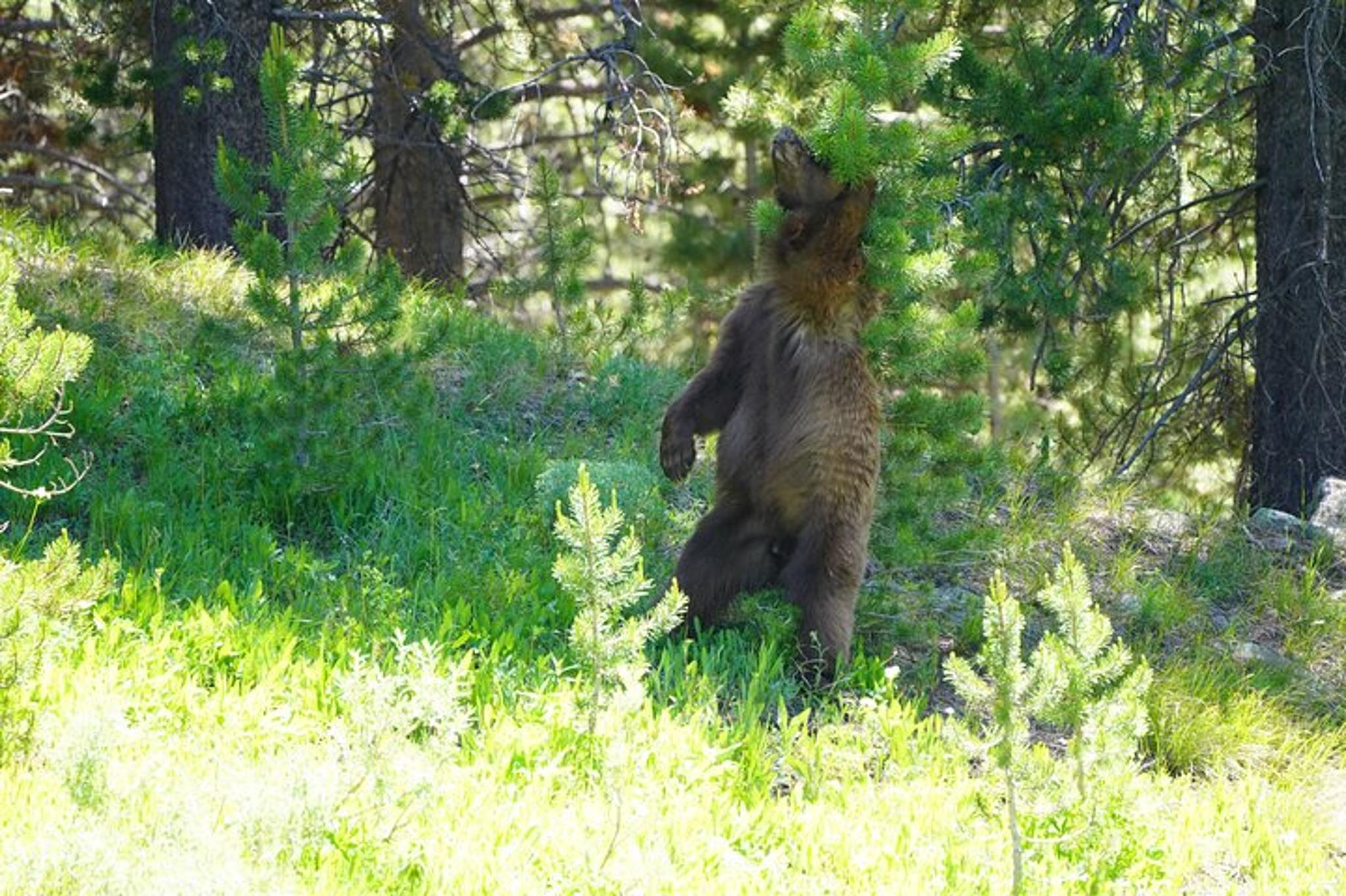 Jackson Grand Teton Tour with Picnic Dinner 6 hr - Image 4