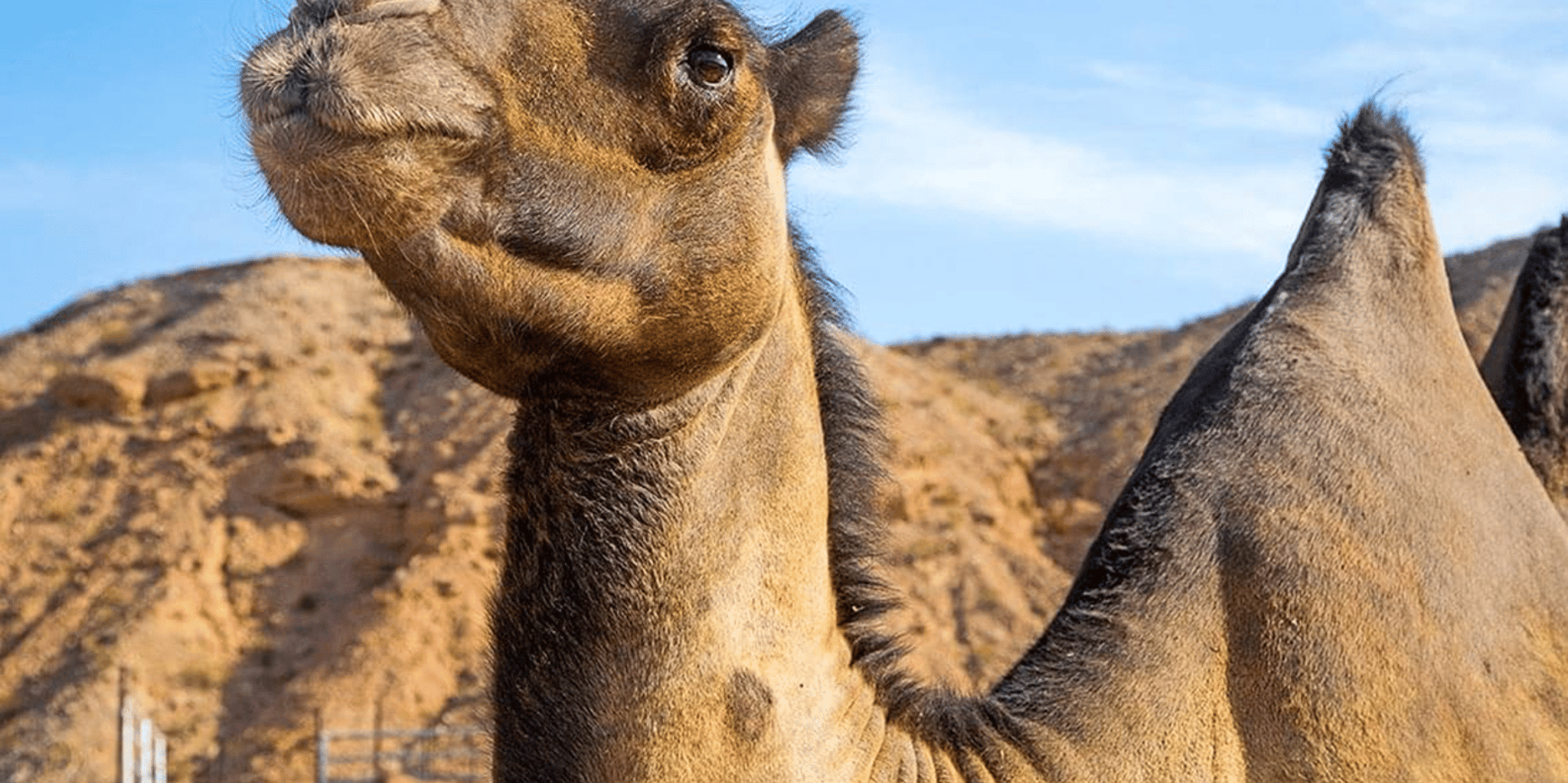 Las Vegas Camel Safari Tram Tour - Image 5