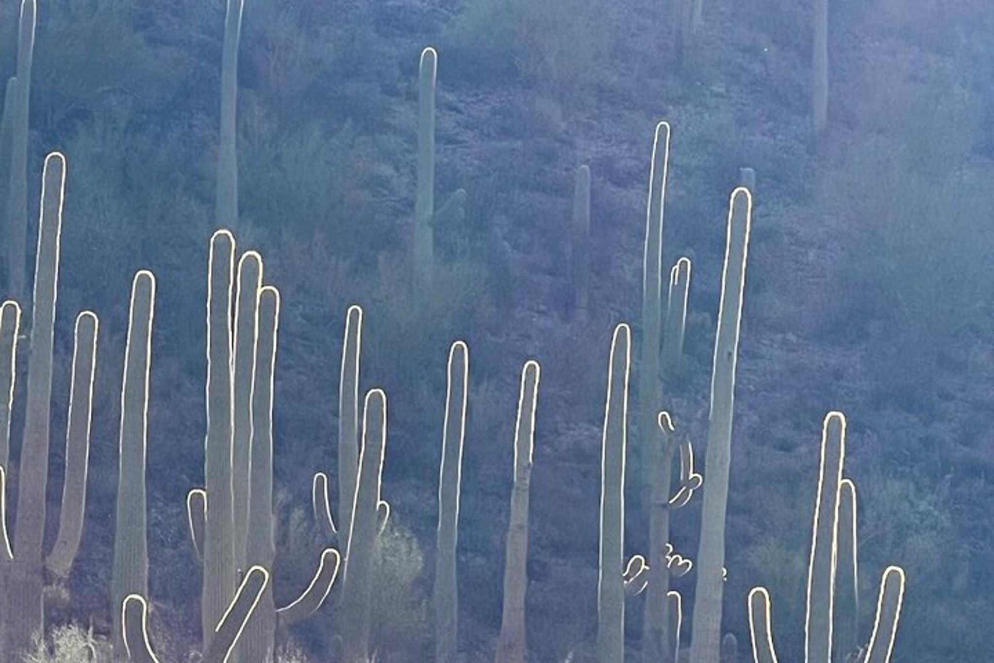 Tucson Sonoran Desert Guided Hike - Image 4