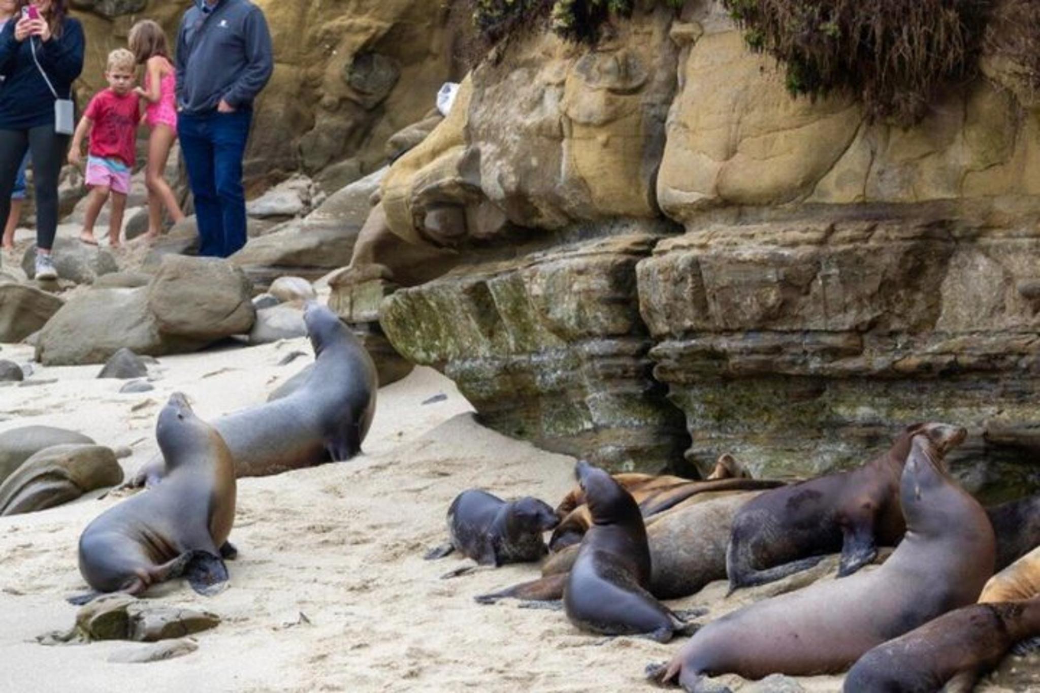 San Diego Sightseeing Tour - Image 3